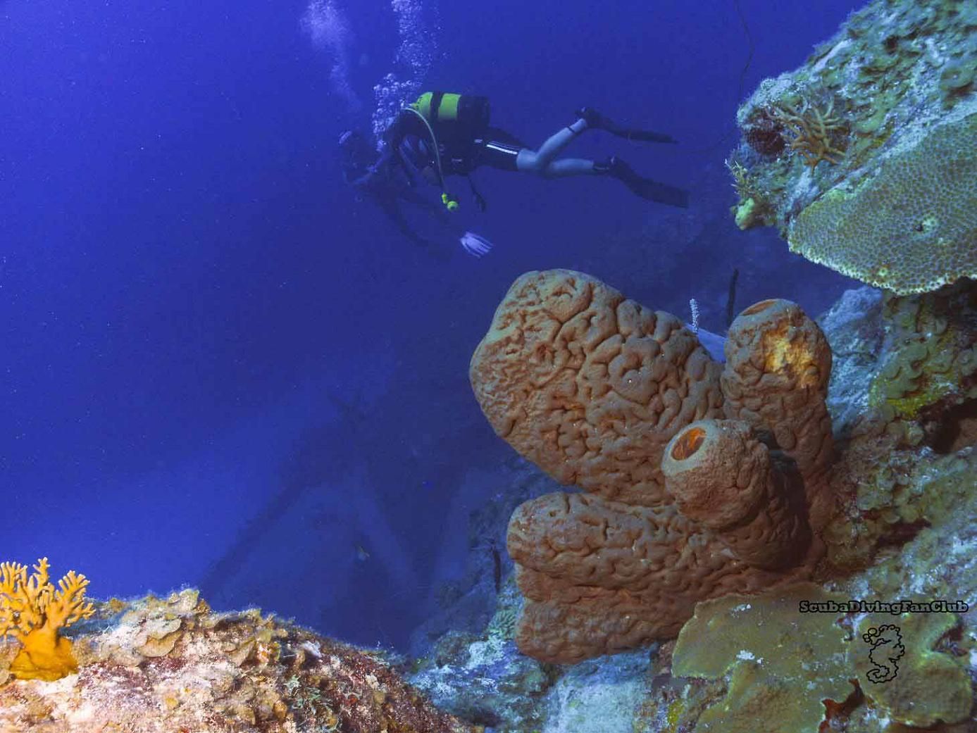 1387x1041 Scuba Diving Wallpaper Free Diving Wallpaper