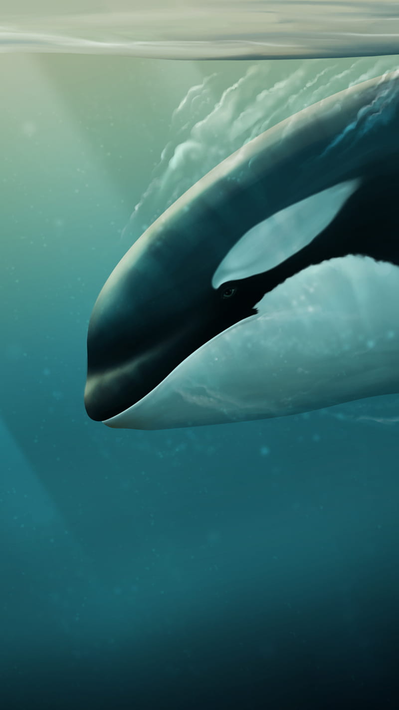 800x1423 HD deep diving wallpaper