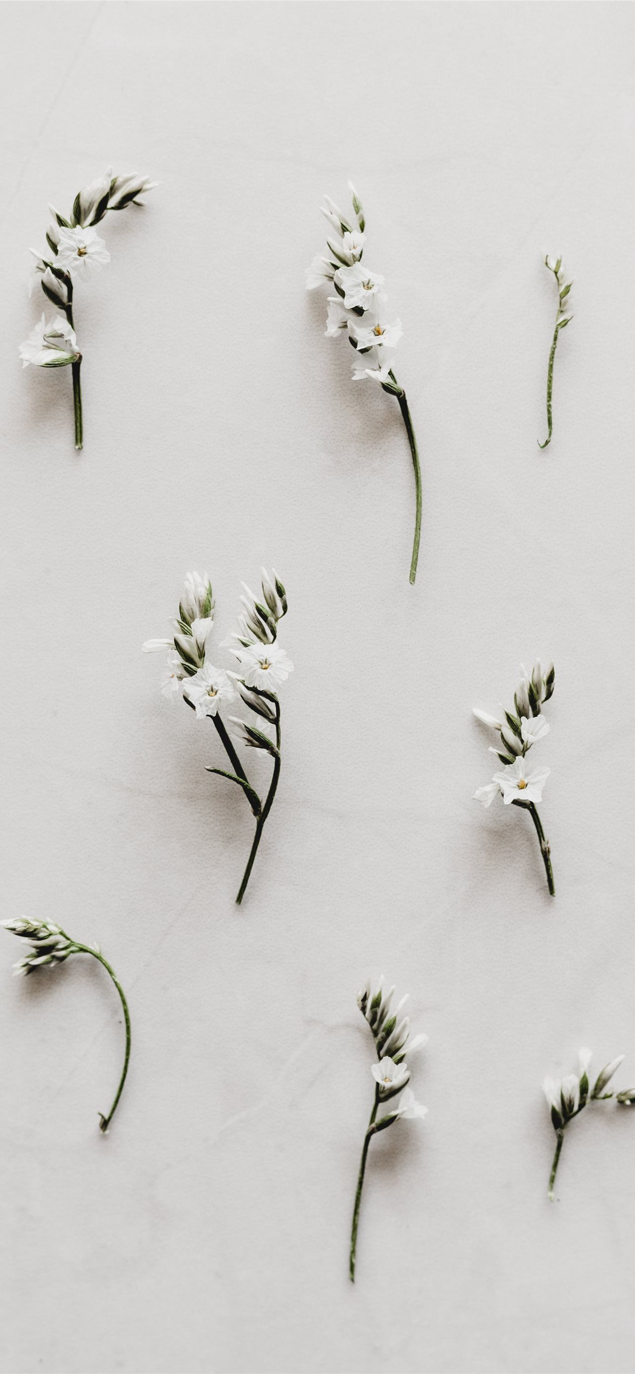 1284x2778 white flower decor lot iPhone Wallpaper Free Download