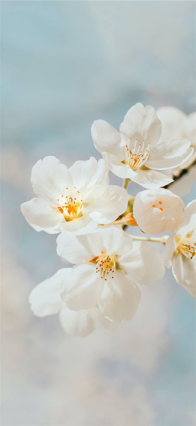 640x1385 Latest White iPhone 12 HD Wallpaper