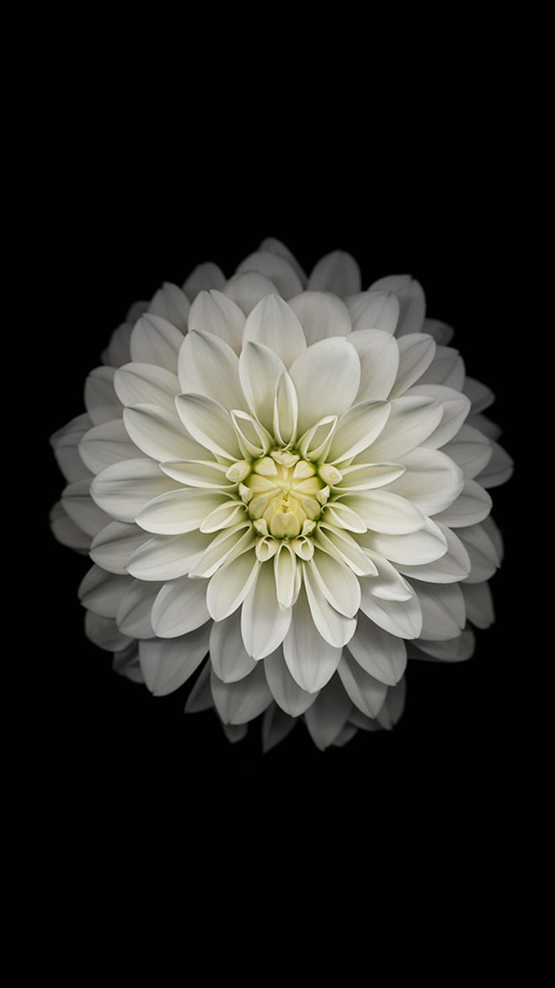 800x1423 IOS 8 GM , Flowers, Ios, Iphone, White, HD Phone Wallpaper