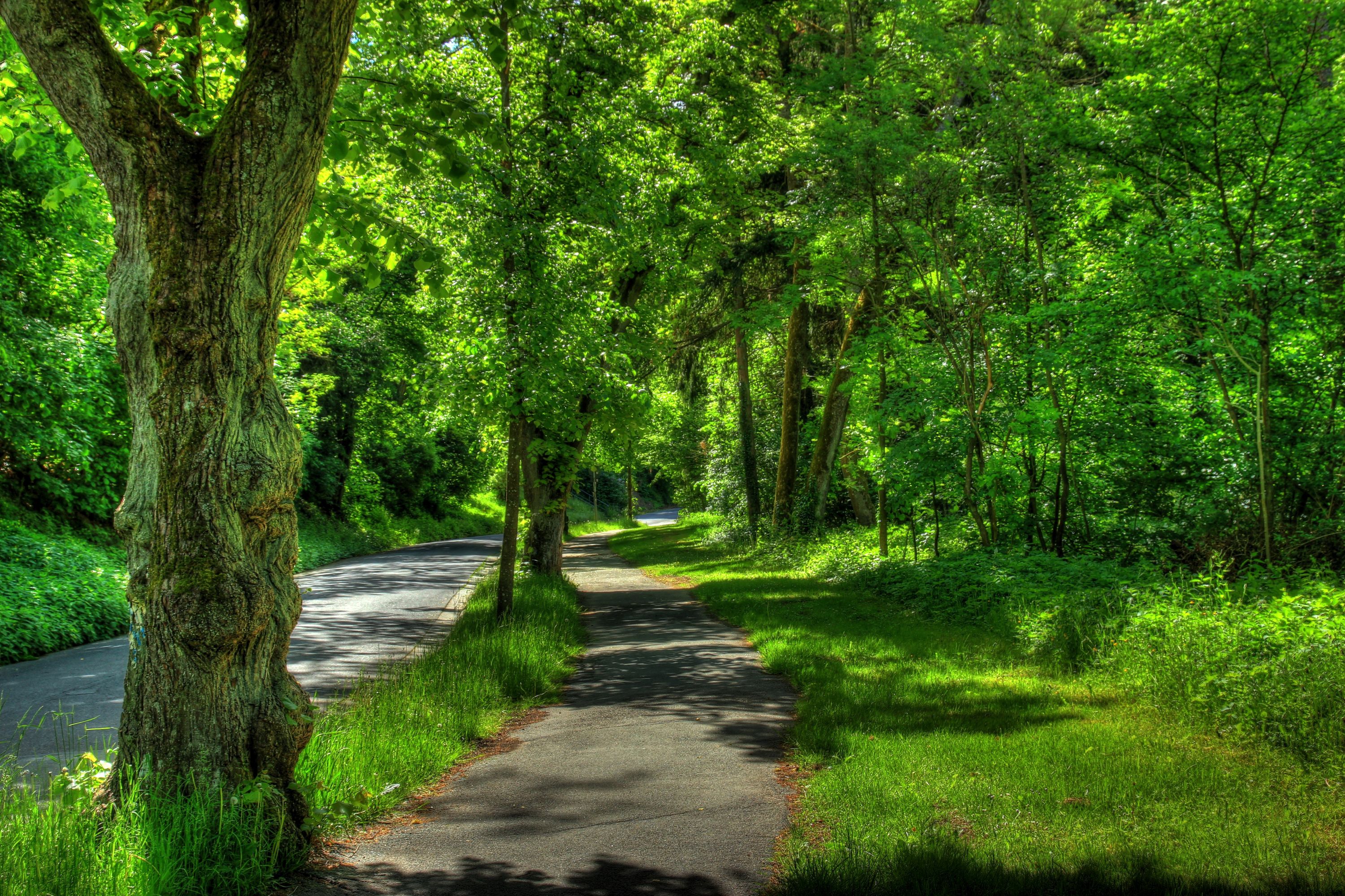 3000x2000 Phone wallpaper: Trees, Nature, Germany, Summer, Park, Hdr, Wetzlar 86835