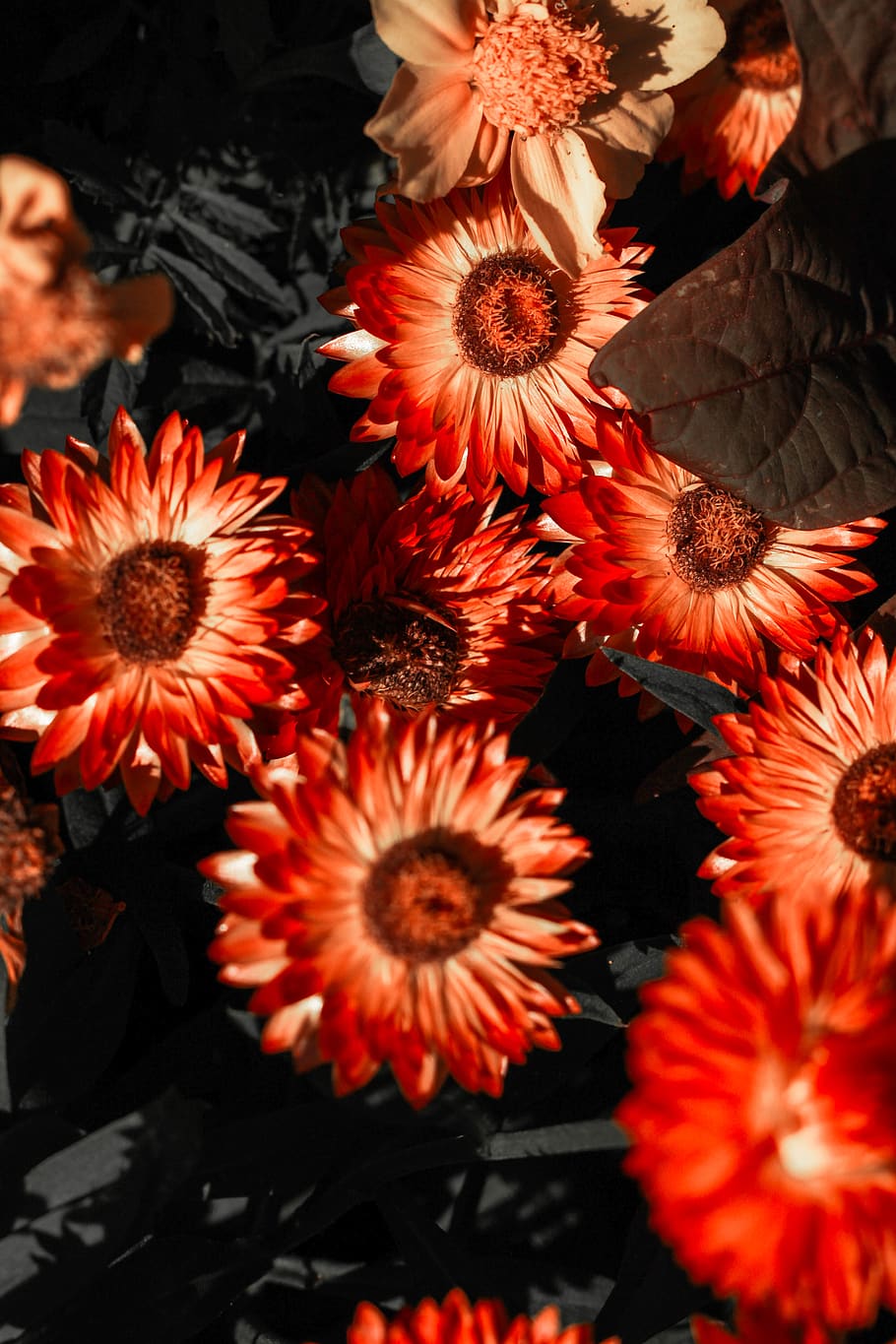 910x1365 HD wallpaper: germany, siegen, flower, summer, red, nature, flowering plant