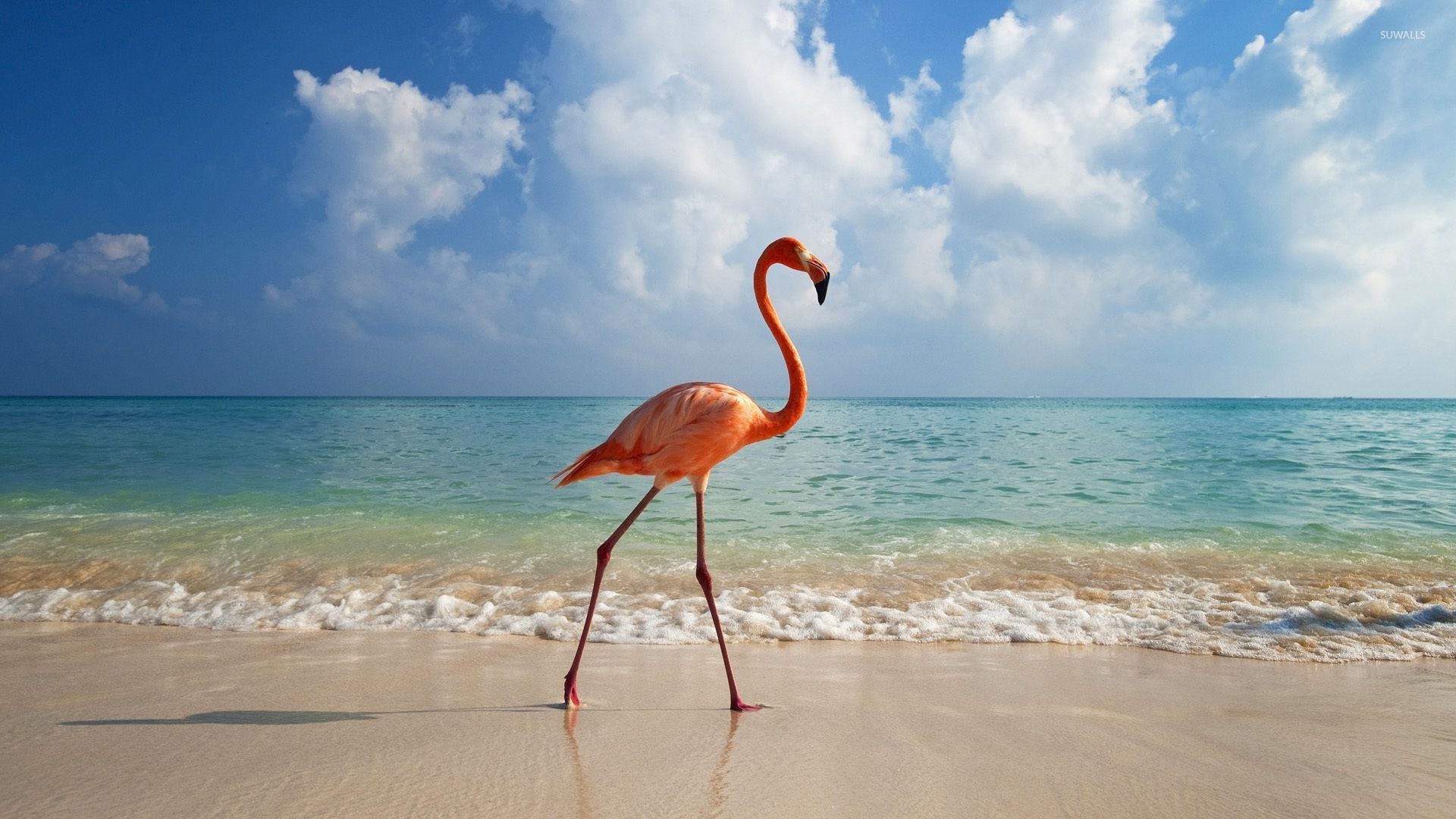 1920x1080 Flamingo taking a walk on the beach wallpaper wallpaper