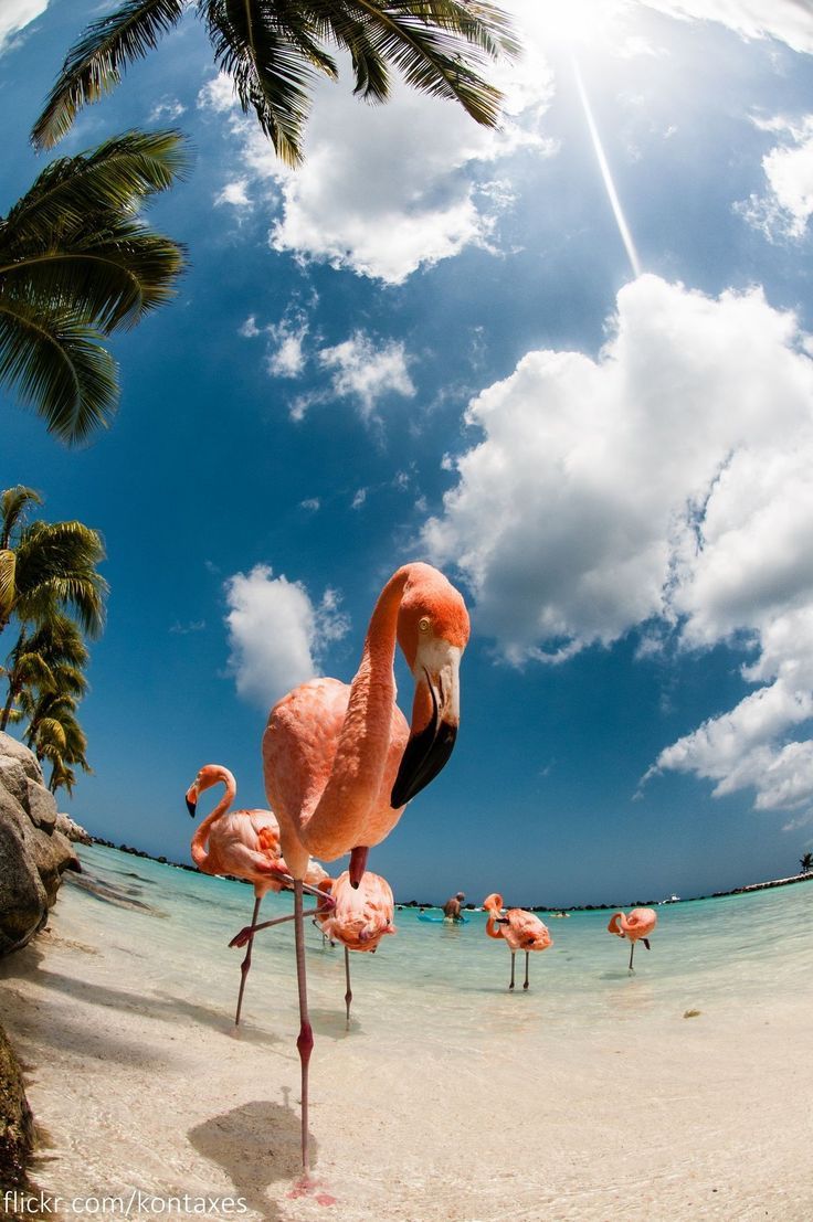 736x1107 Bora Bora Ultimate Paradise Getaway. Flamingo beach wallpaper iphone, Tropical flamingo scenery, Flamingos by