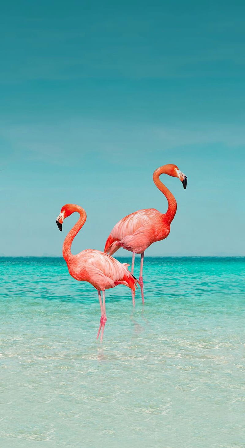800x1464 HD playa flamenco wallpaper