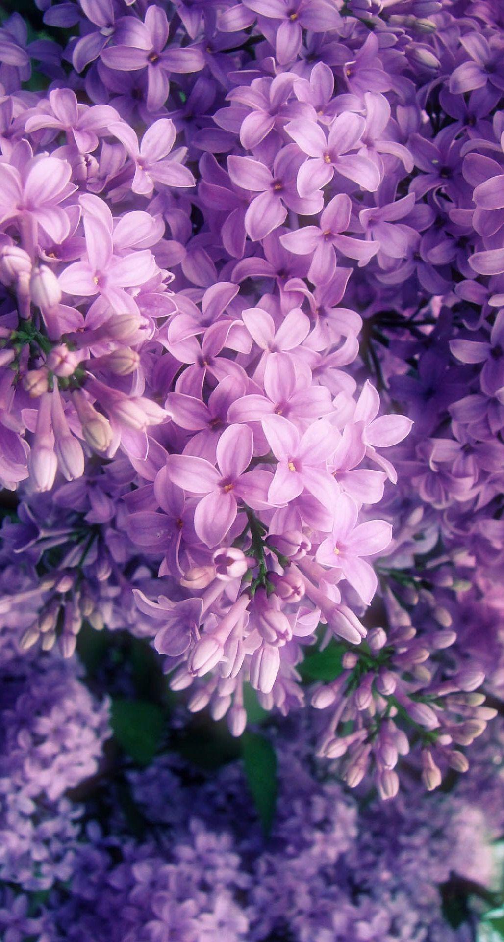 Purple Flowers cute purple love Flower HD wallpaper  Peakpx