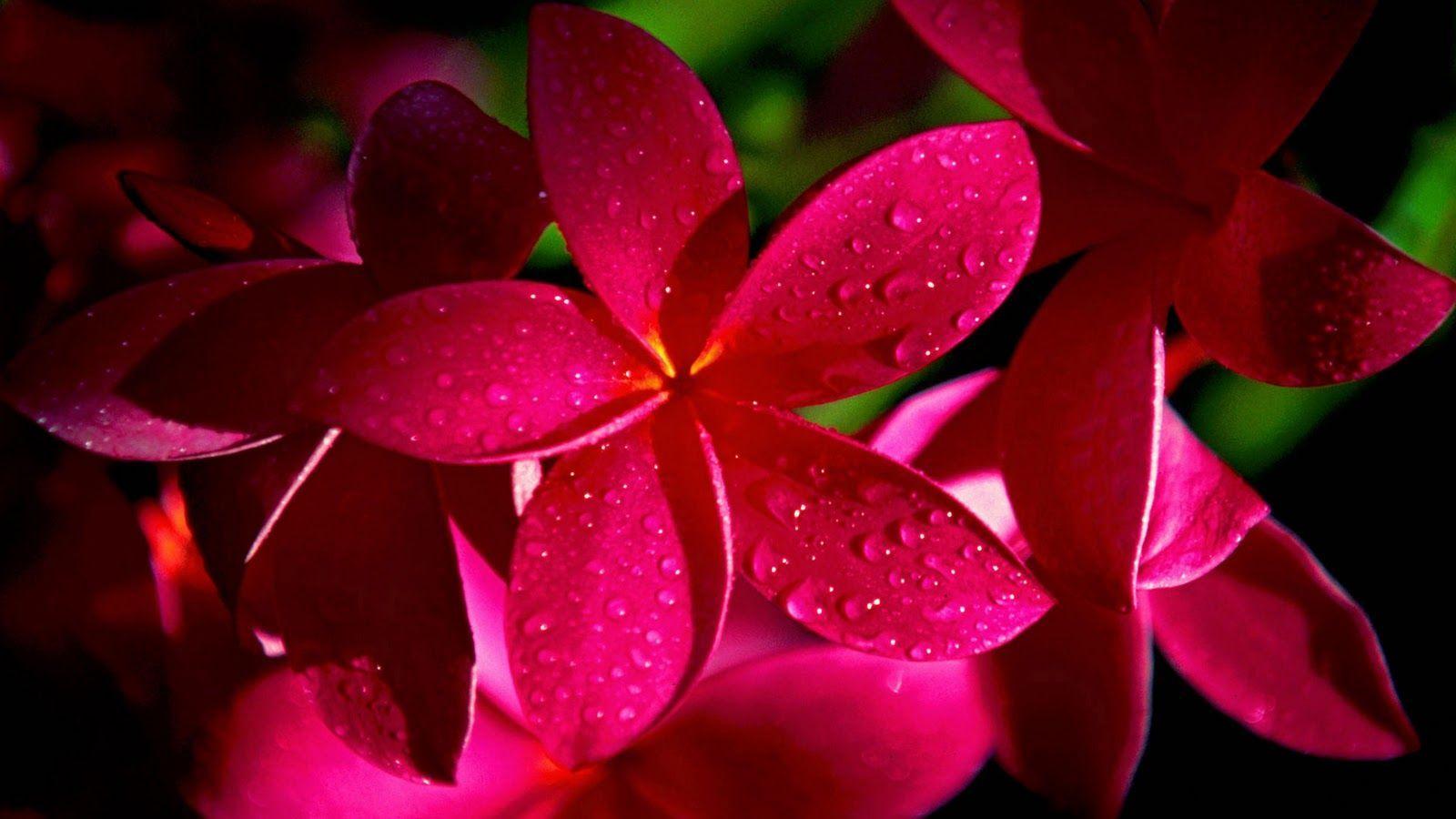 1600x900 Tôi thích màu hồng tươi sáng !.  Hình nền những bông hoa đẹp, Hình nền những bông hoa đáng yêu, Những bông hoa đẹp