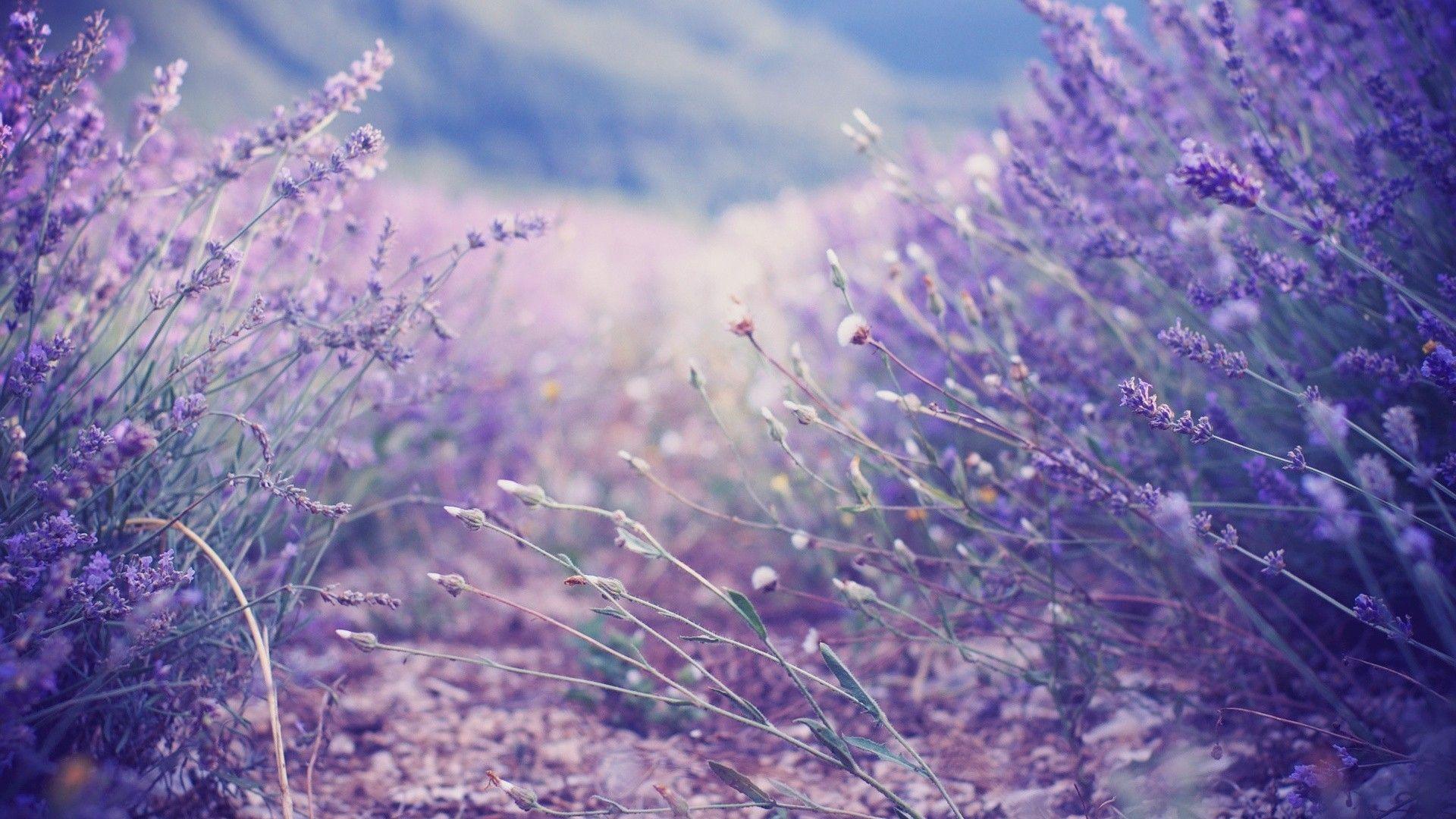 1920x1080 Aesthetic Flower Wallpaper