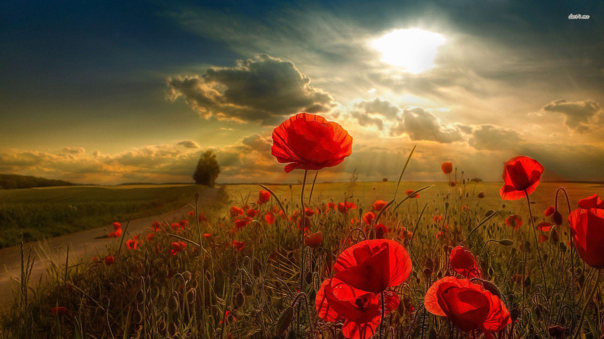1920x1080 Poppy Wallpaper Poppy Live Image, HD Wallpaper Fungyung Poppy Flower Wallpaper Wallpaper 1920x1080