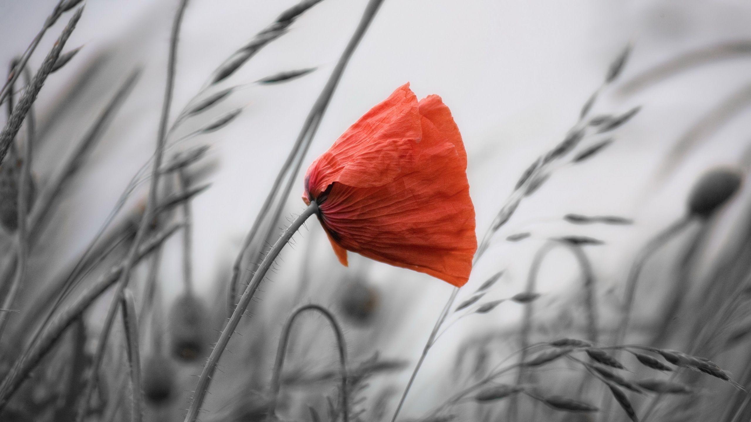2560x1440 Poppy Wallpaper 24004 2560x1440px