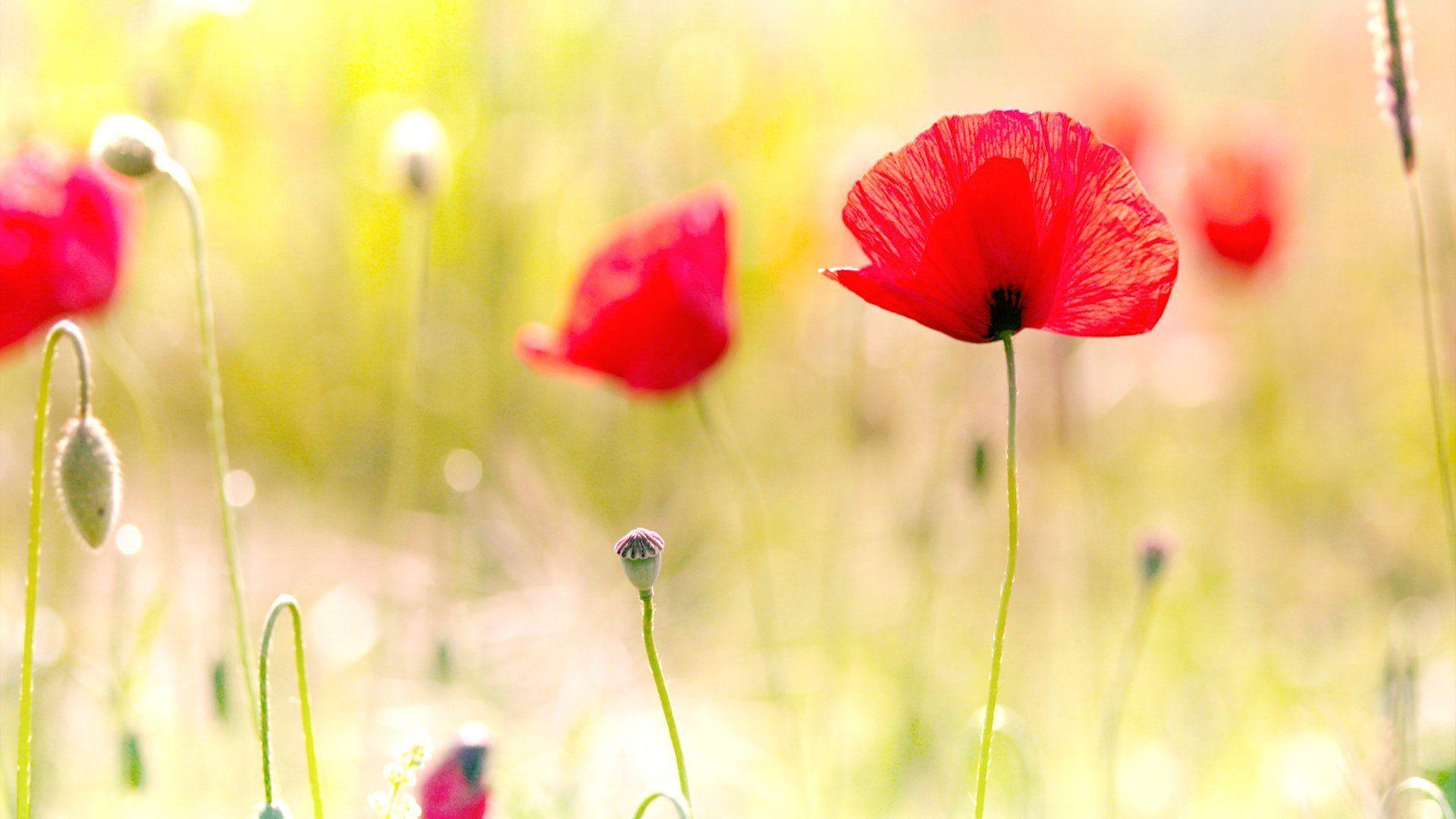 1920x1080 Poppy Wallpaper