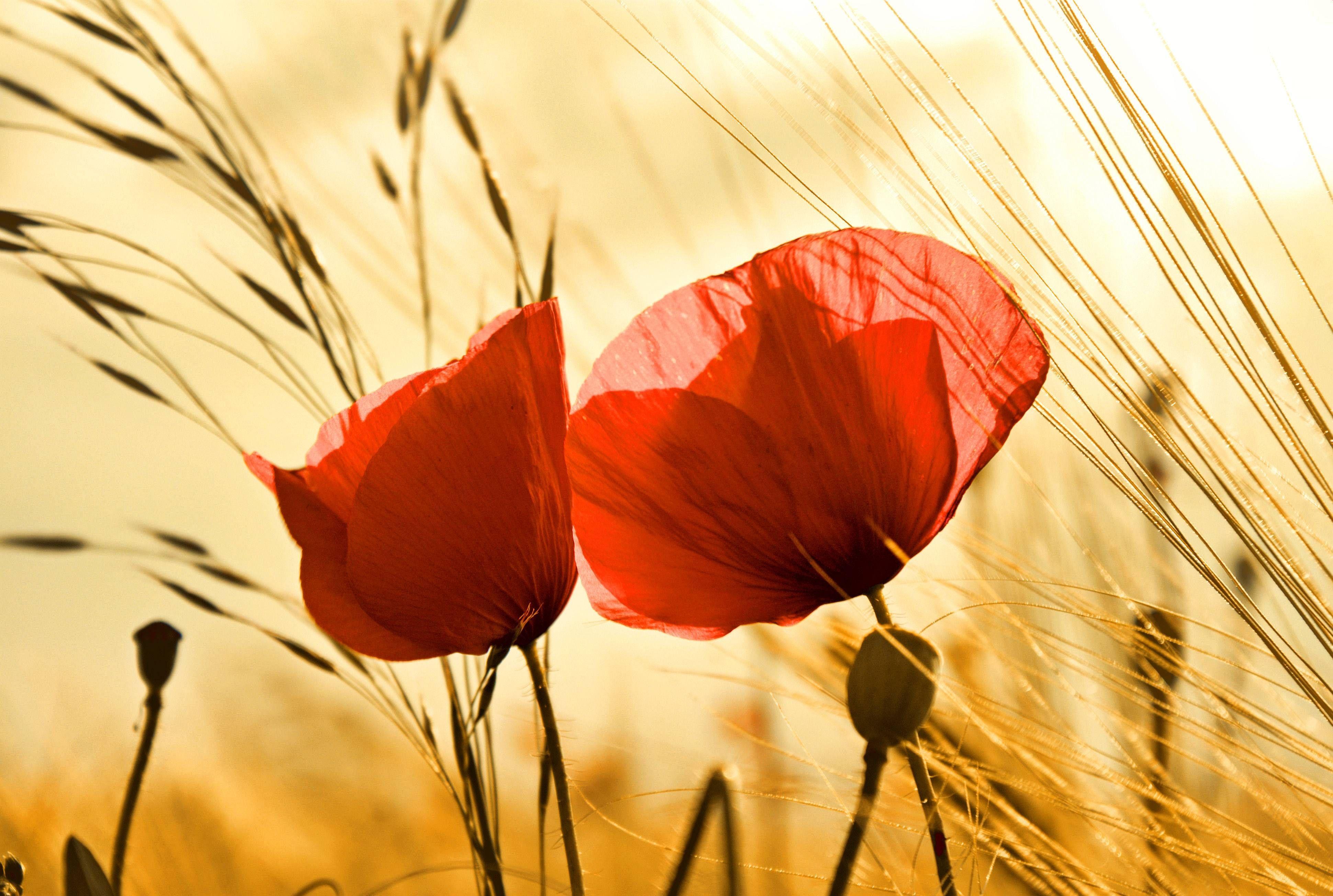 3880x2608 Poppy Computer Wallpaper, Desktop Background 3880x2608 Id: 402298. Poppy wallpaper, Poppies, Plant wallpaper