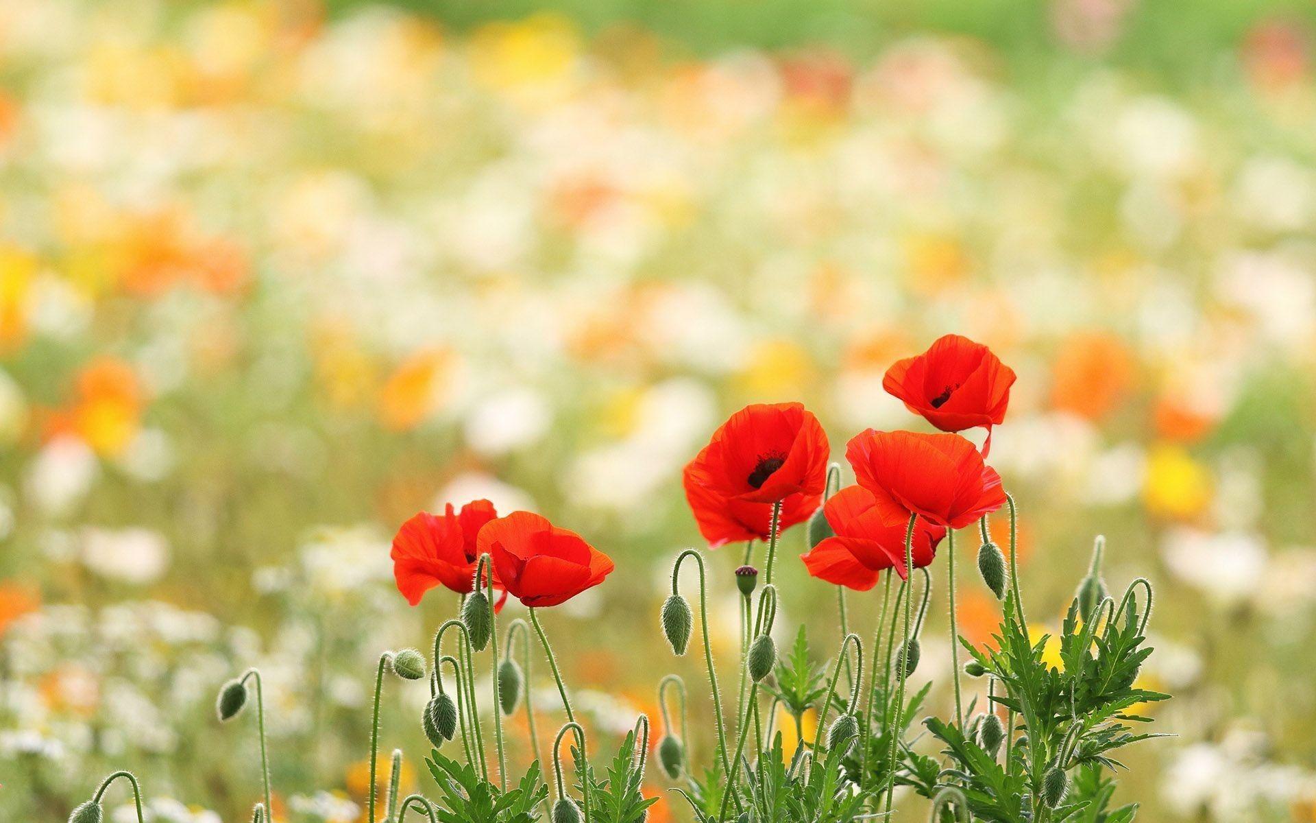 1920x1200 Poppies Wallpaper