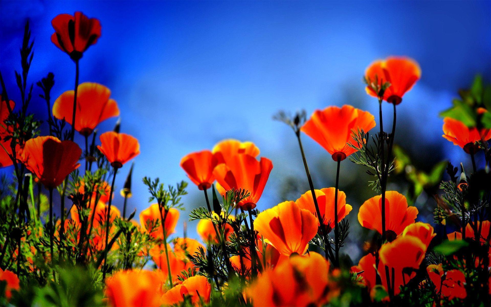 1920x1200 Poppies Wallpaper