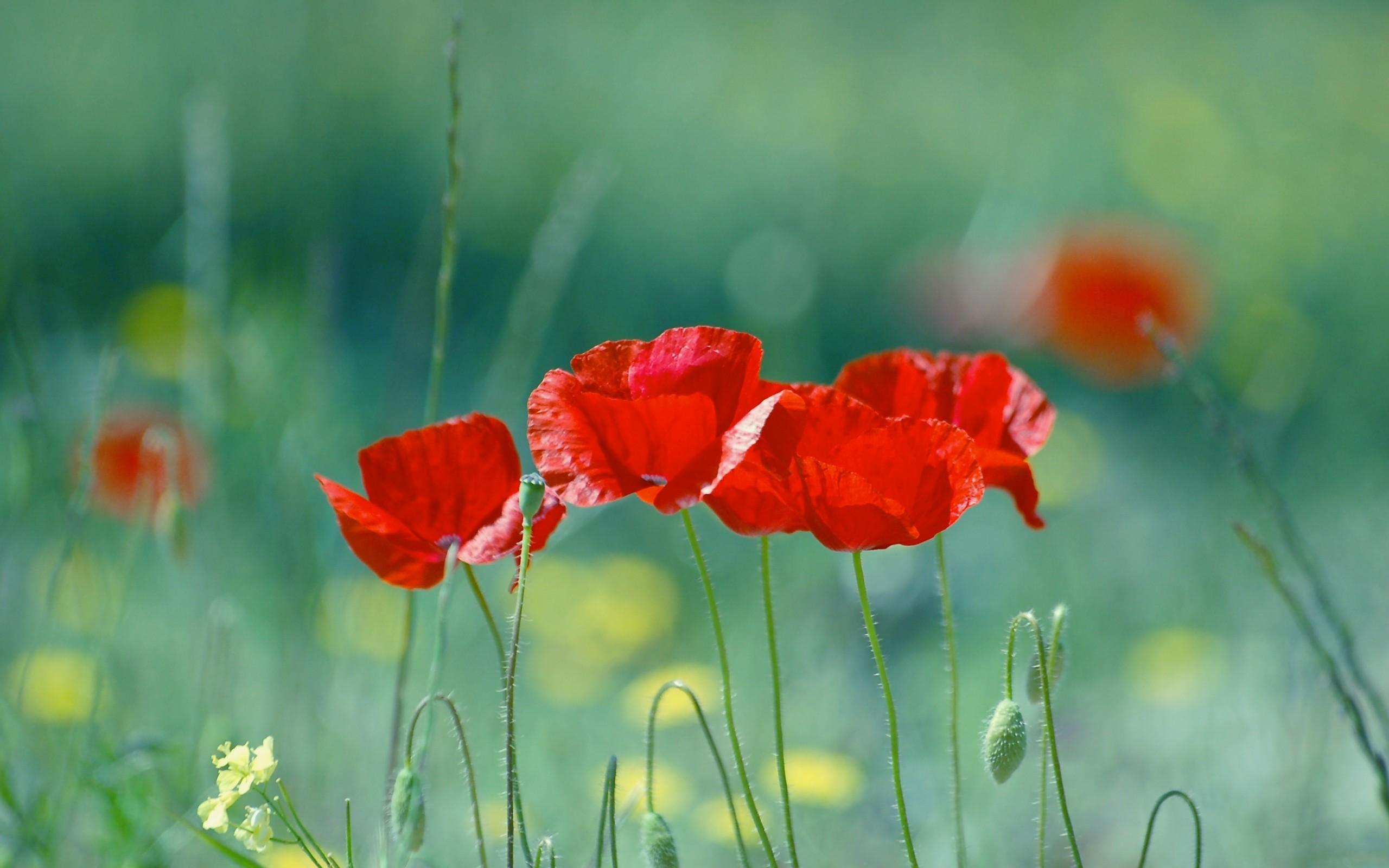 2560x1600 Poppy Flower Wallpaper 2560x