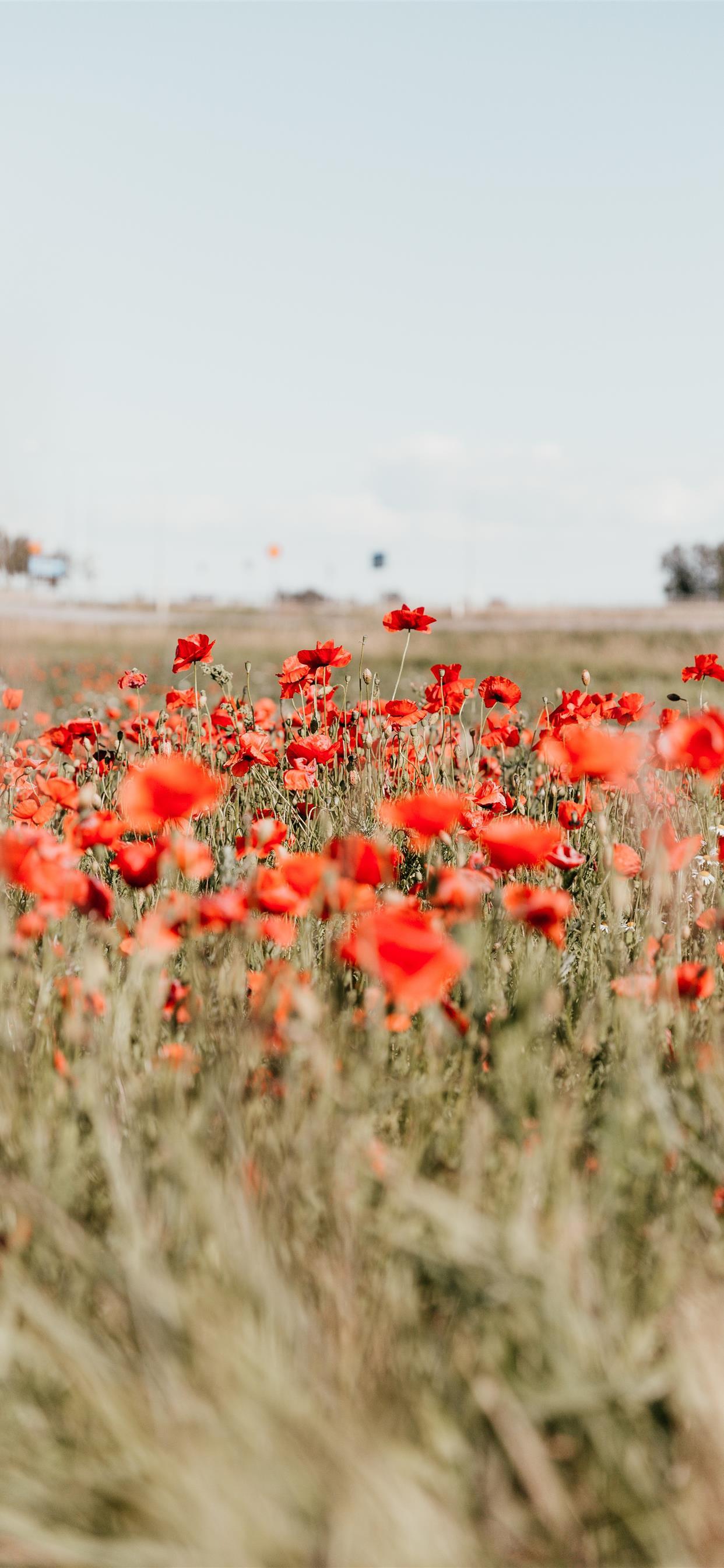 1242x2688 Through The Poppy Field iPhone X Wallpaper Free Download