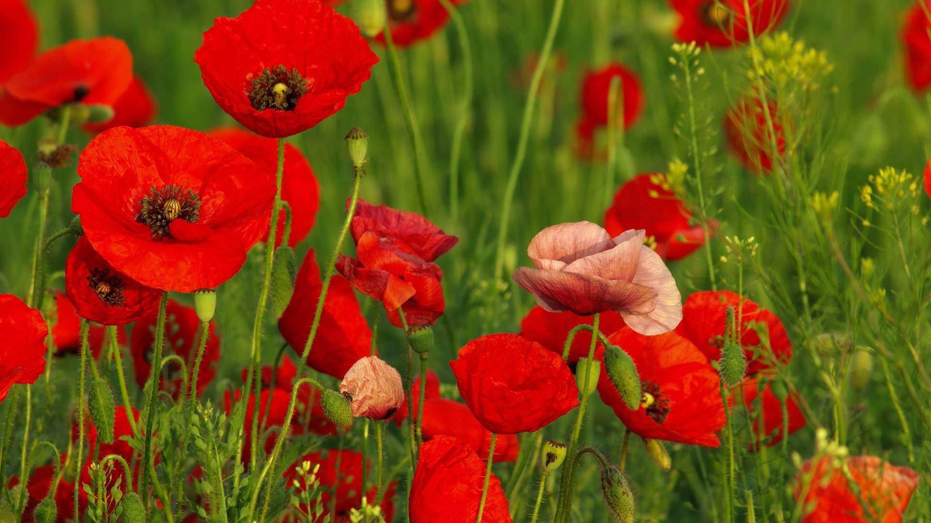 1920x1080 Beautiful Poppy HD Wallpaper Wallpaper Inn. Spring flowers wallpaper, Flower wallpaper, Red poppies