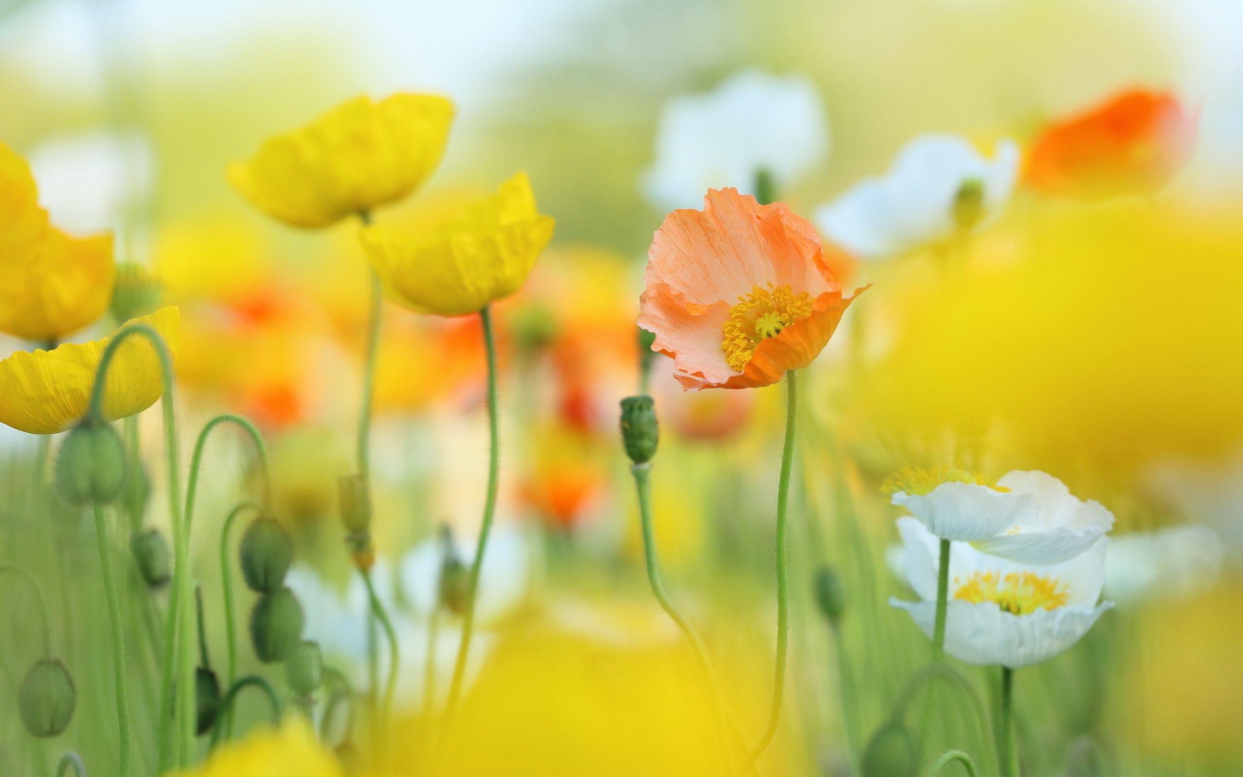 2560x1600 Daily Wallpaper: Spring Poppies. I Like To Waste My Time