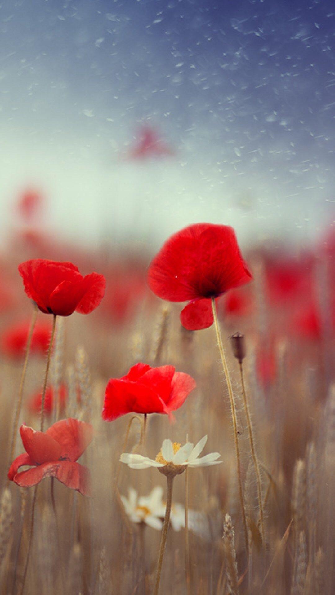 1080x1920 Best poppy iPhone 8 Wallpaper HD