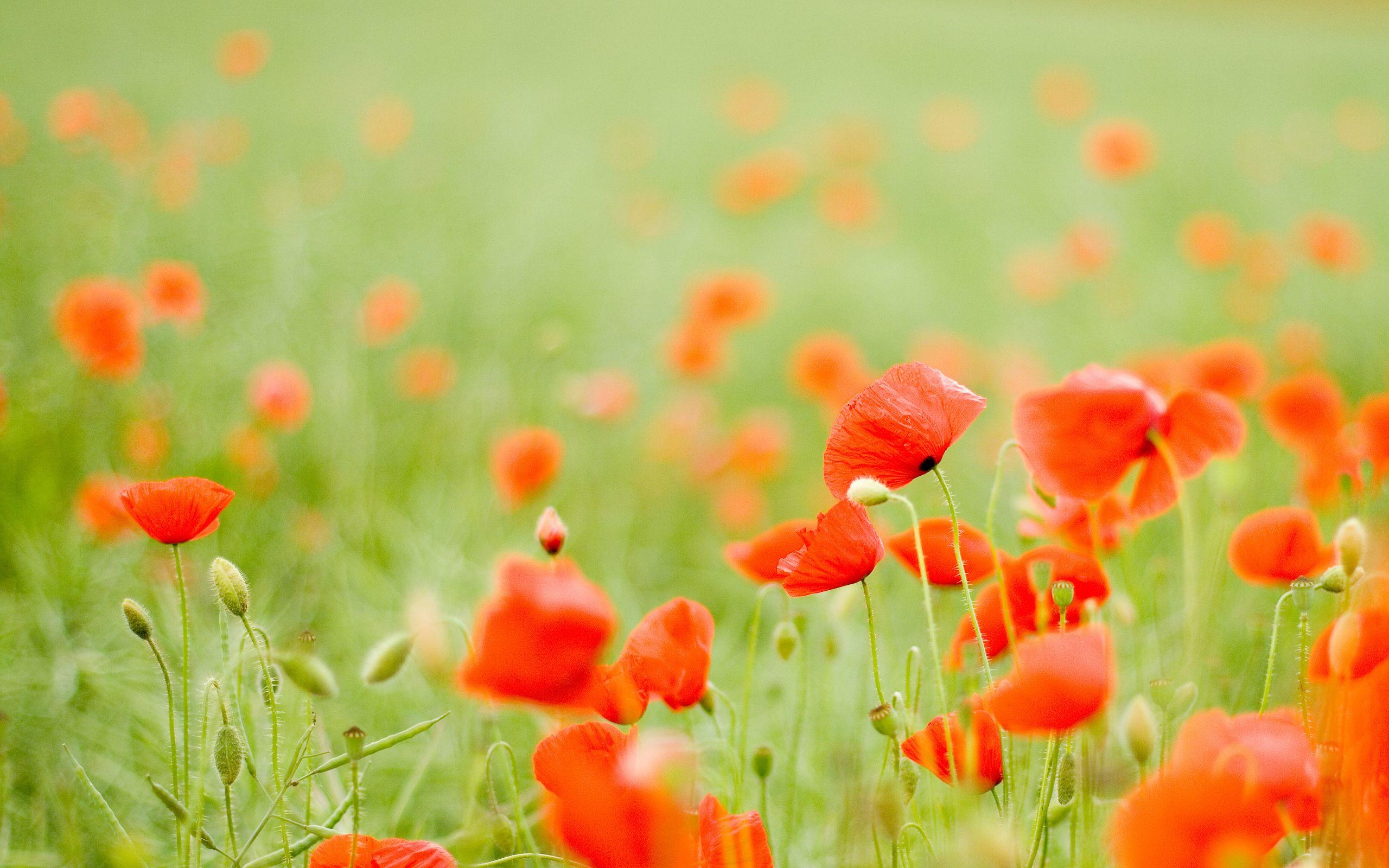 2560x1600 Poppy Wallpaper