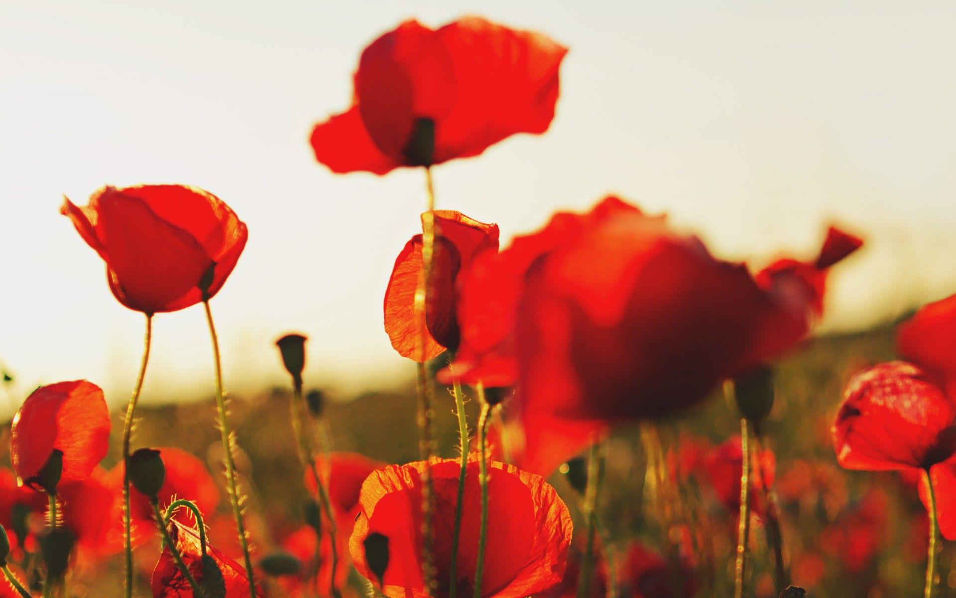 1920x1200 Poppies Wallpaper 24011 1920x1200px