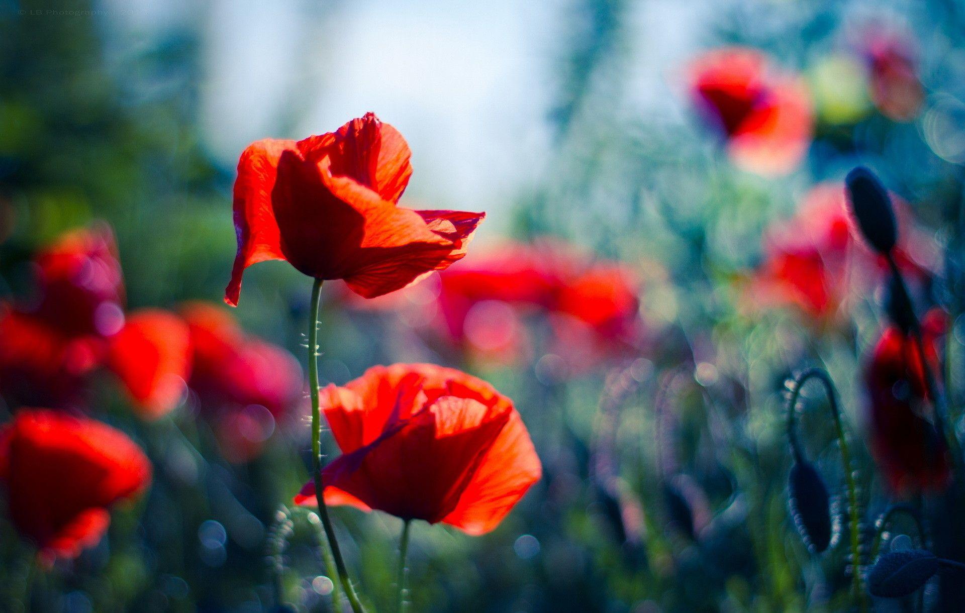 1920x1220 Wallpaper Poppies