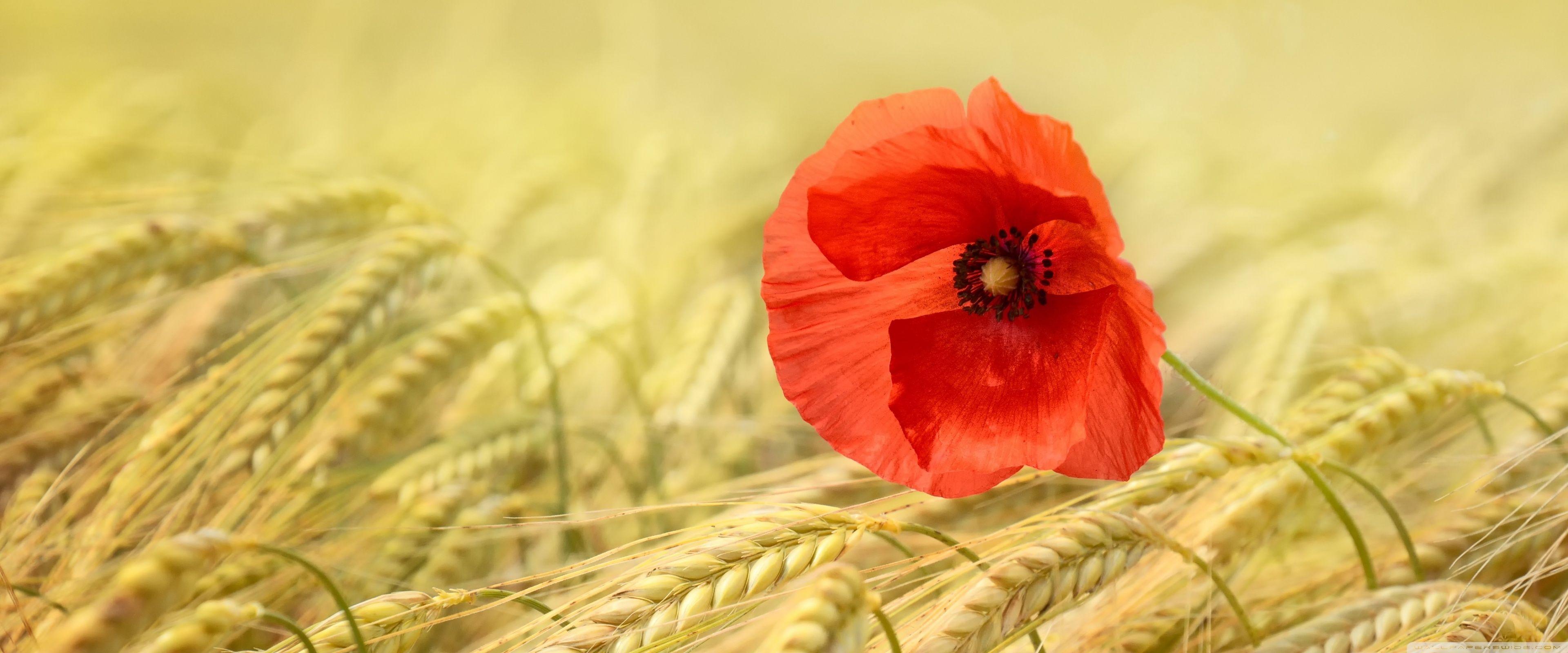 3840x1600 Red Poppy Ultra HD Desktop Background Wallpaper for 4K UHD TV : Widescreen & UltraWide Desktop & Laptop : Multi Display, Dual Monitor : Tablet