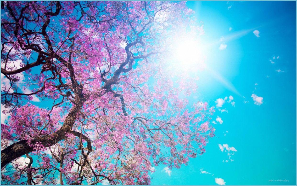 1241x776 MacBook Pro Desktop Wallpaper pro desktop wallpaper