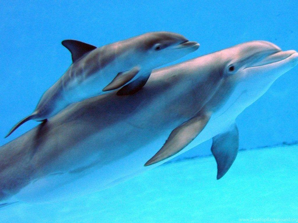 1024x768 Newborn Baby Dolphins Wallpaper. Desktop Background