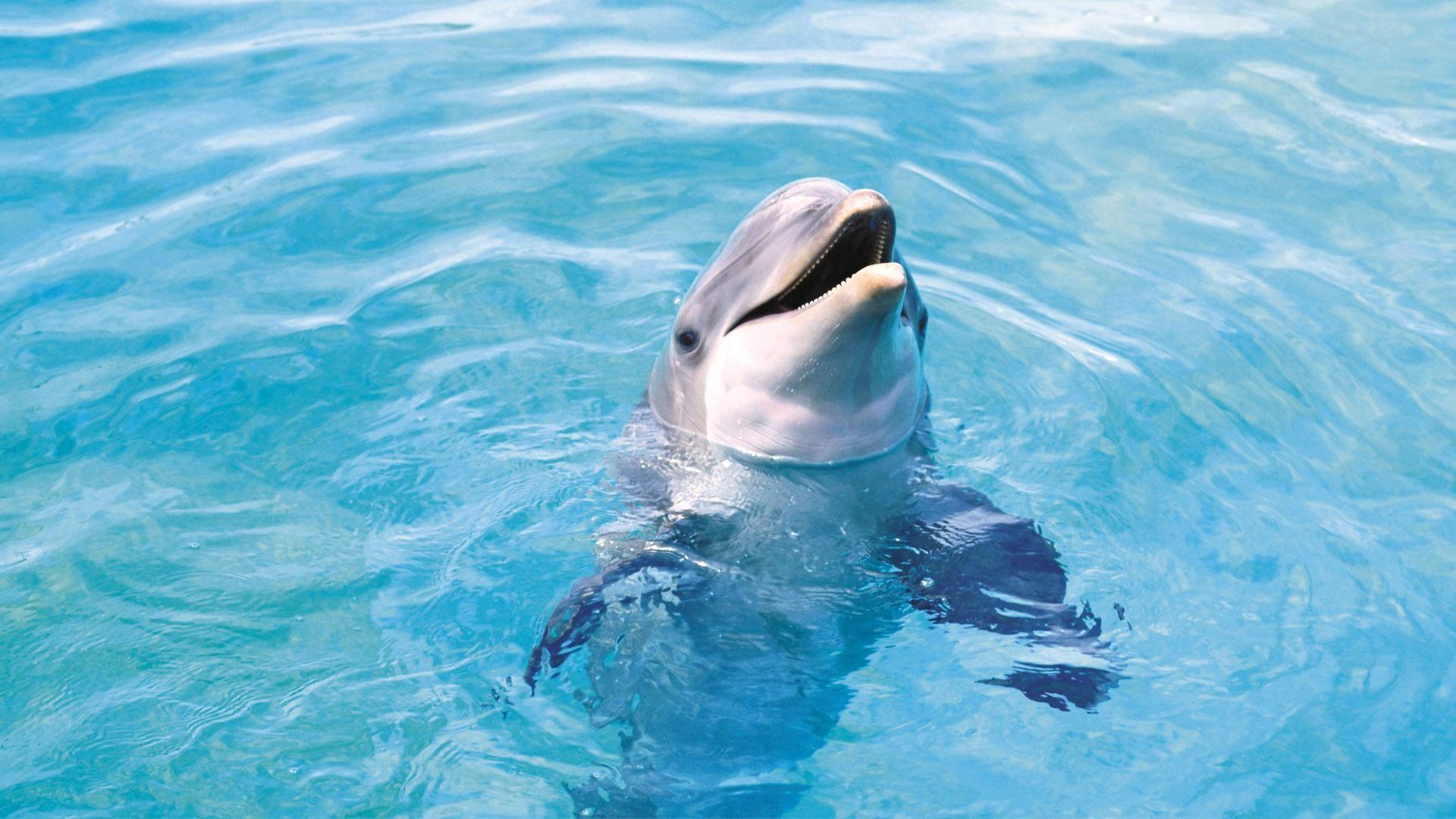 1920x1080 dolphin 3. Dolphins animal, Ocean animals, Worlds cutest animals