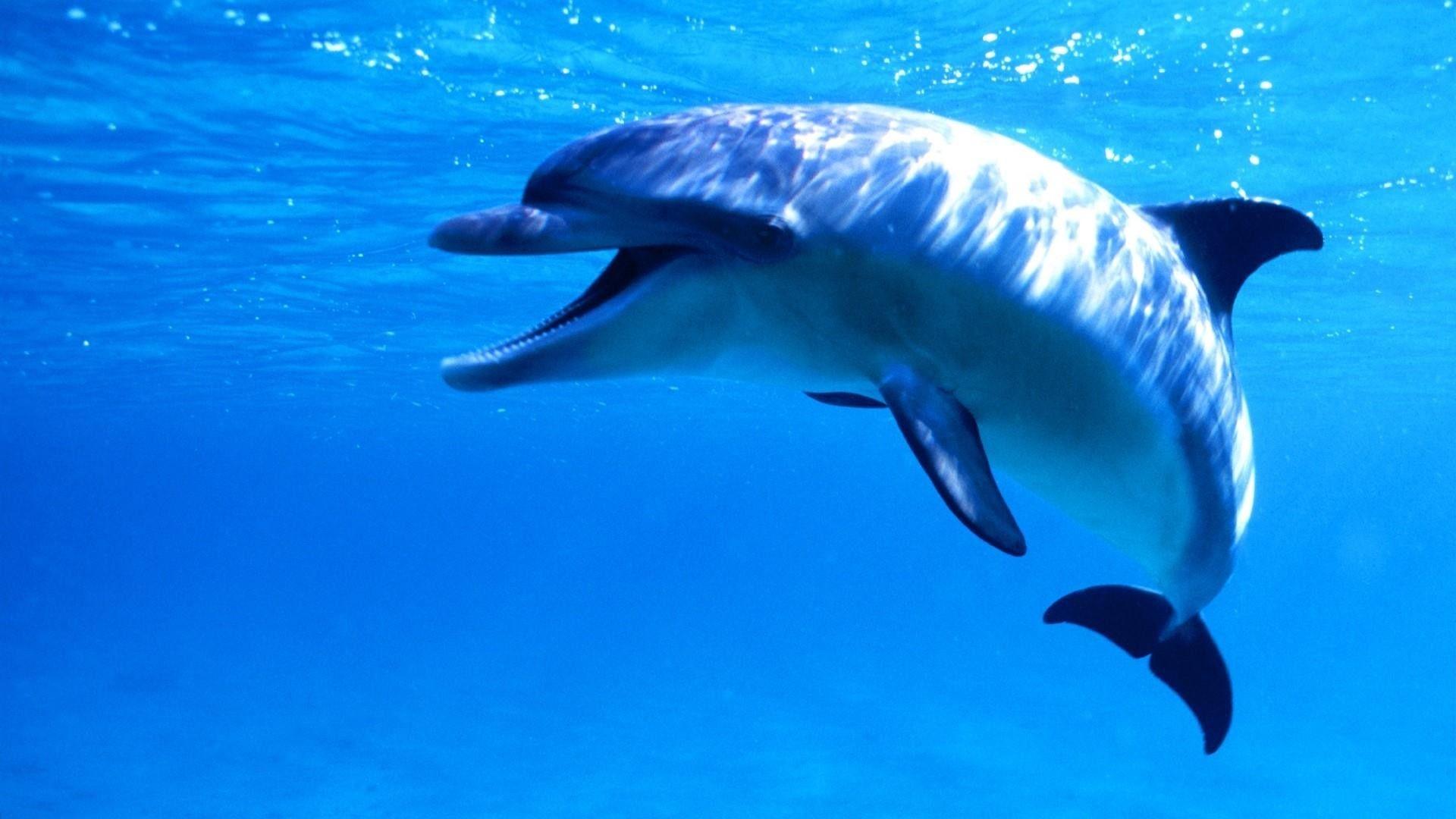 1920x1080 Dolphins Underwater Wallpaper