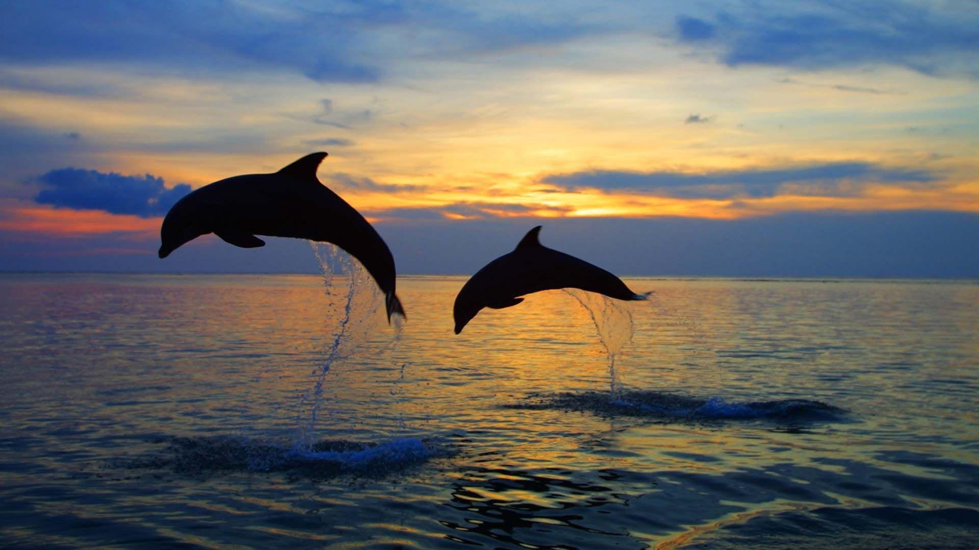 1920x1080 Baby Dolphins Jumping In The Sunset Wallpaper (1920×1080). Dolphin Tours, Dolphins, Animals