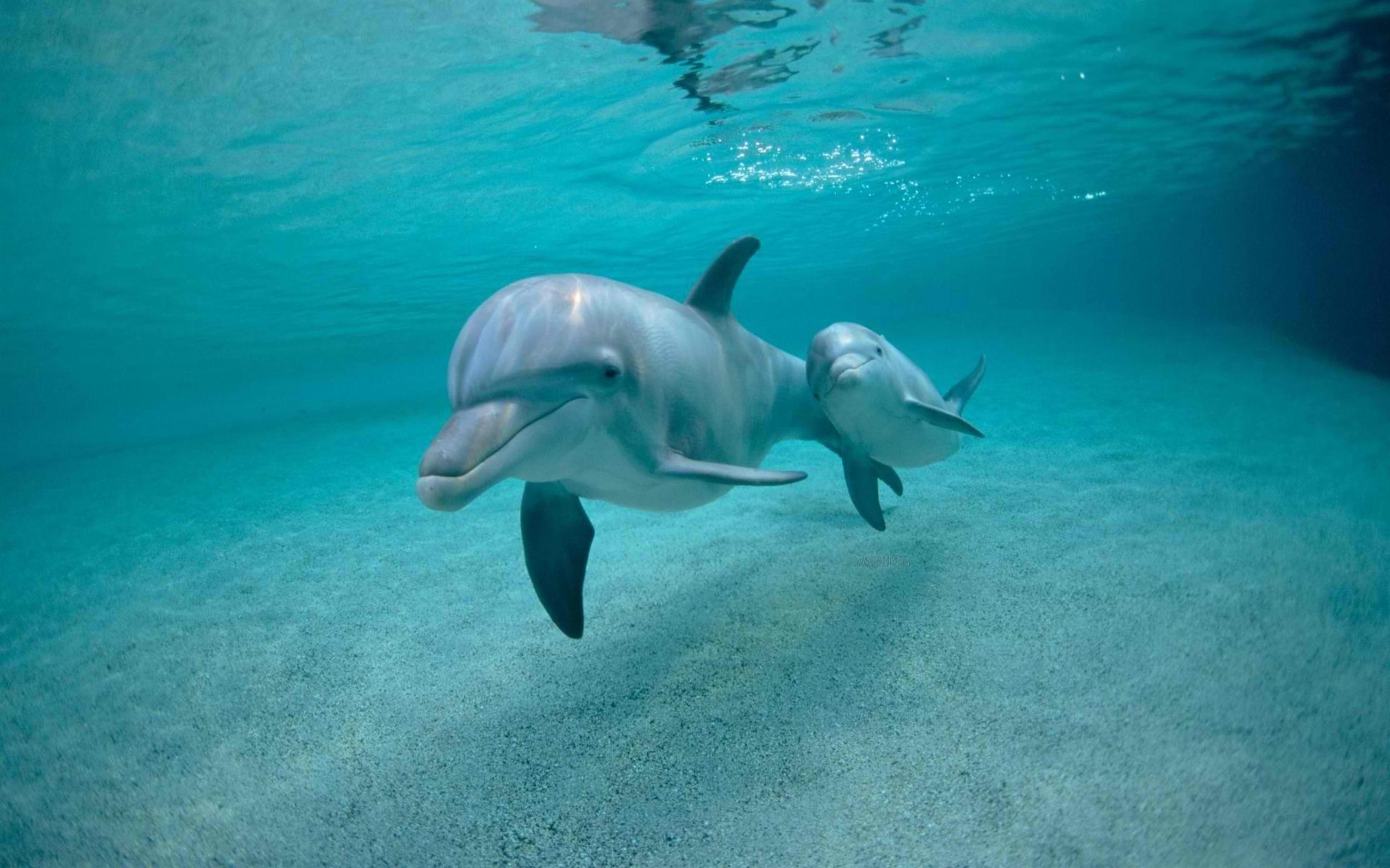 2500x1562 Baby Dolphins Wallpaper