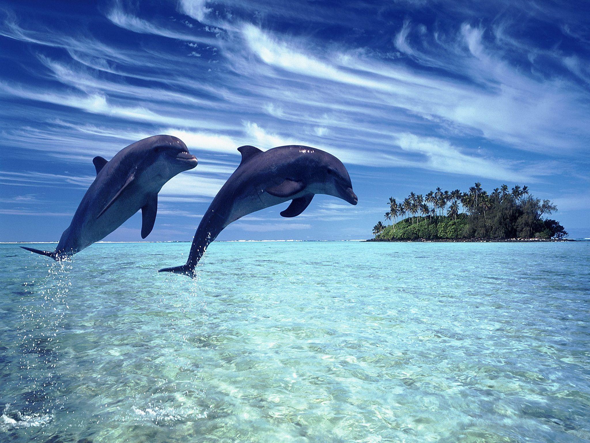 2048x1536 picture of the ocean. Cheerful dolphins in the sea iPad Wallpaper, New iPad 3. Wallpaper. Ocean animals, Animals, Ocean creatures
