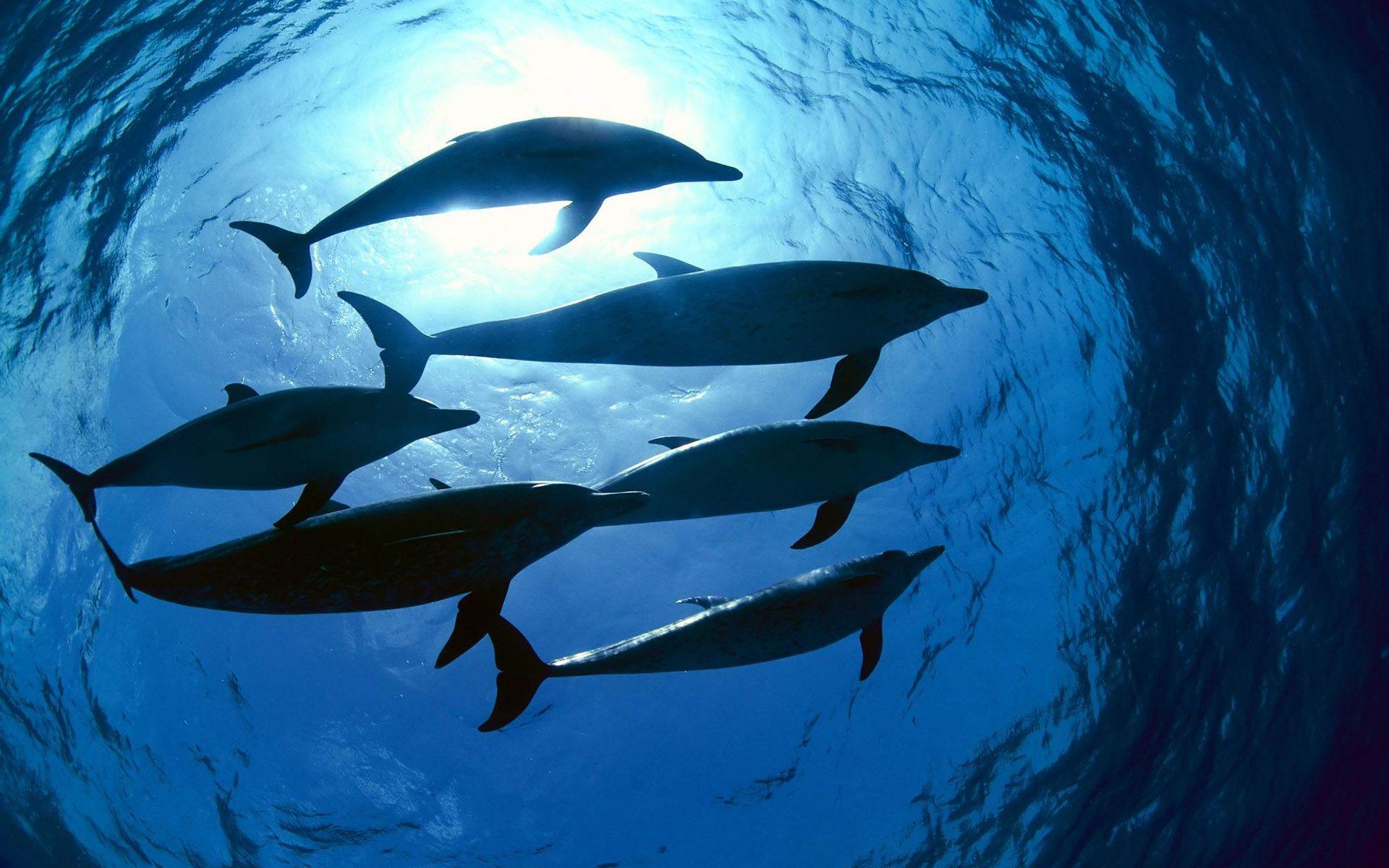 1920x1200 Dolphins in underwater photography Wallpaper HD / Desktop and Mobile Background