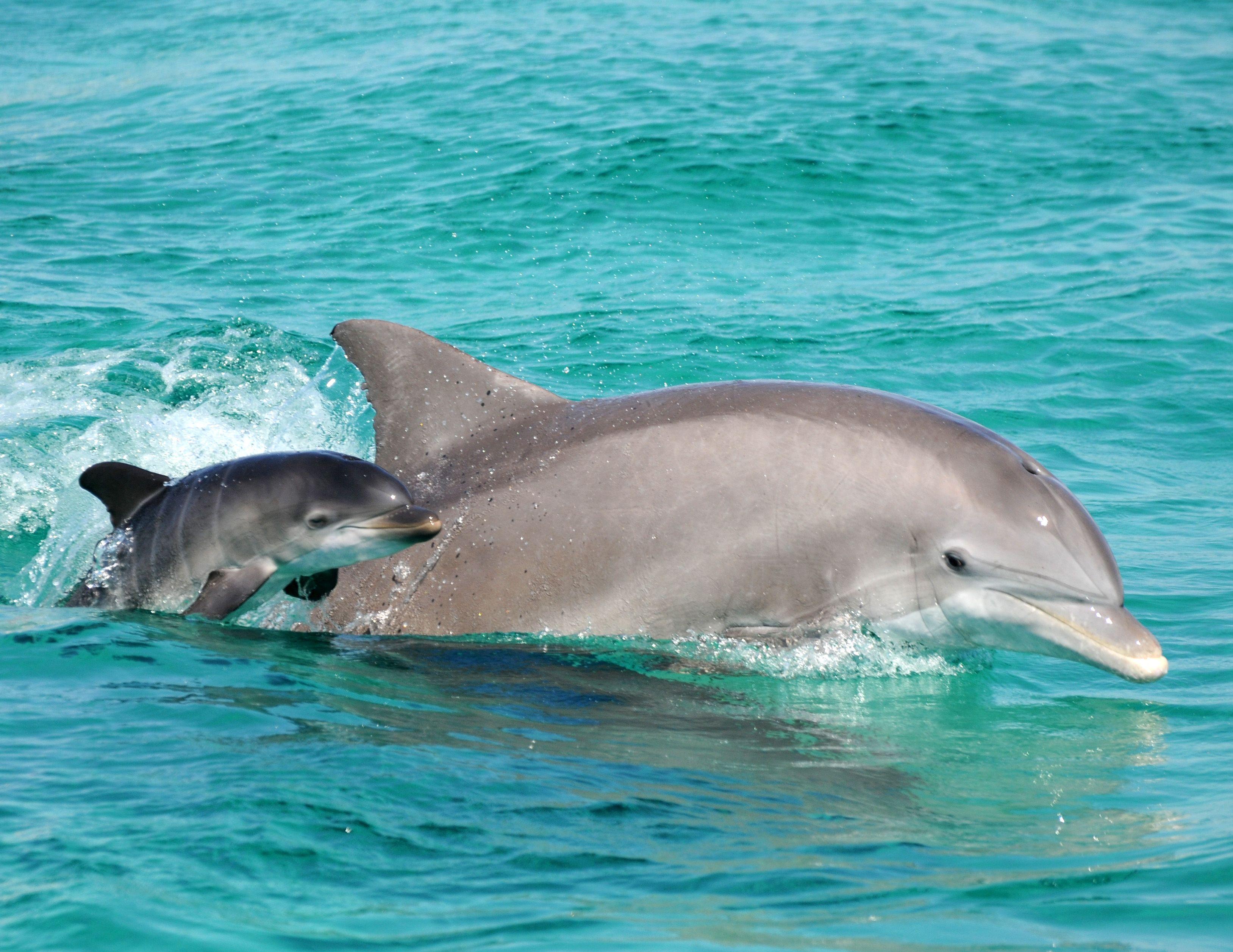 3255x2515 Best Animals Wallpaper: Bottlenose Dolphin, Animals