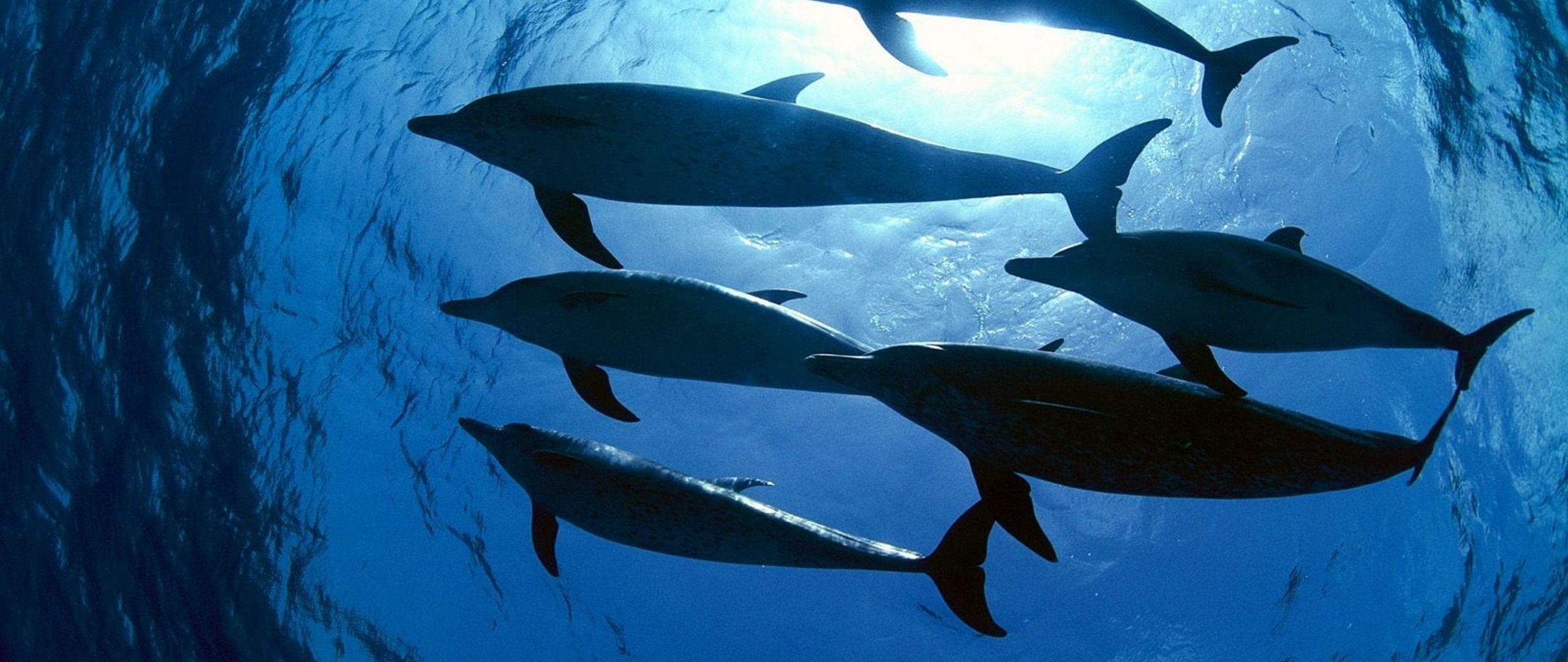 2560x1080 Download wallpaper 2560x1080 dolphins, swimming, underwater dual wide 1080p HD background
