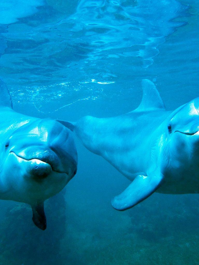 768x1024 Free download Dolphins Underwater HD Wallpaper iHD Wallpaper [1920x1080] for your Desktop, Mobile & Tablet. Explore Dolphin Underwater Wallpaper. Underwater Wallpaper HD, Hawaii Underwater Wallpaper, Underwater Desktop Wallpaper
