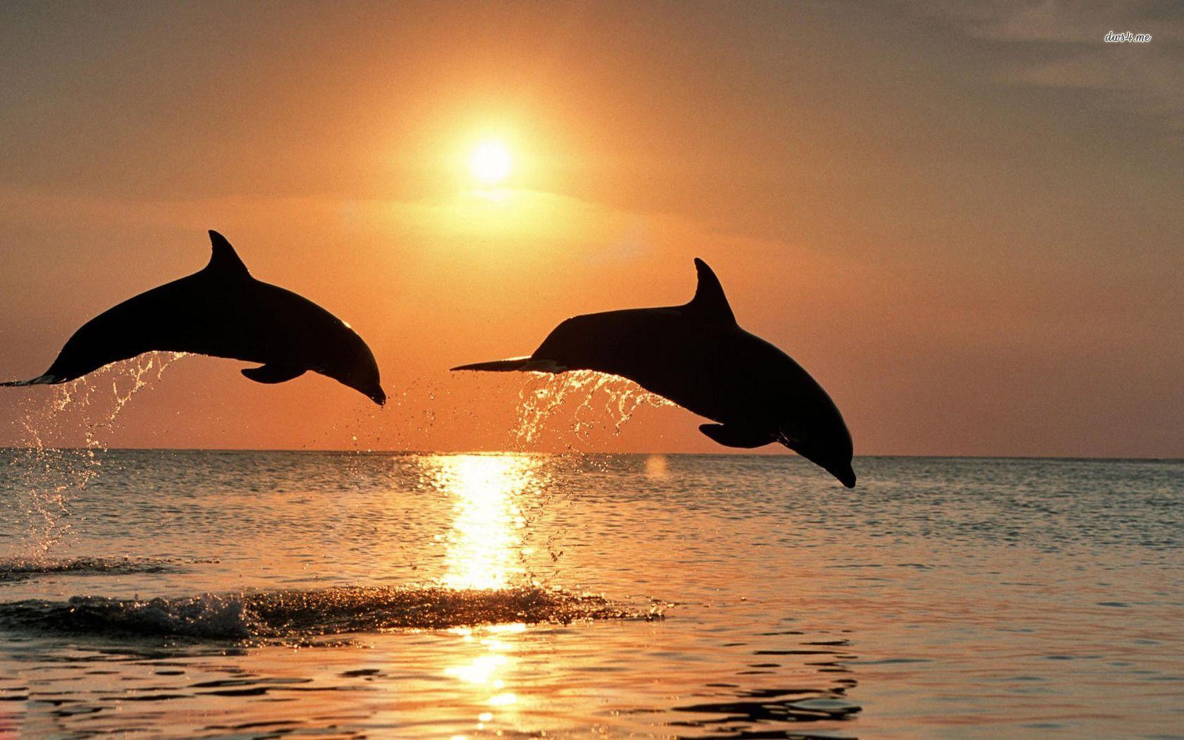 1680x1050 Dolphins wallpaperx1050