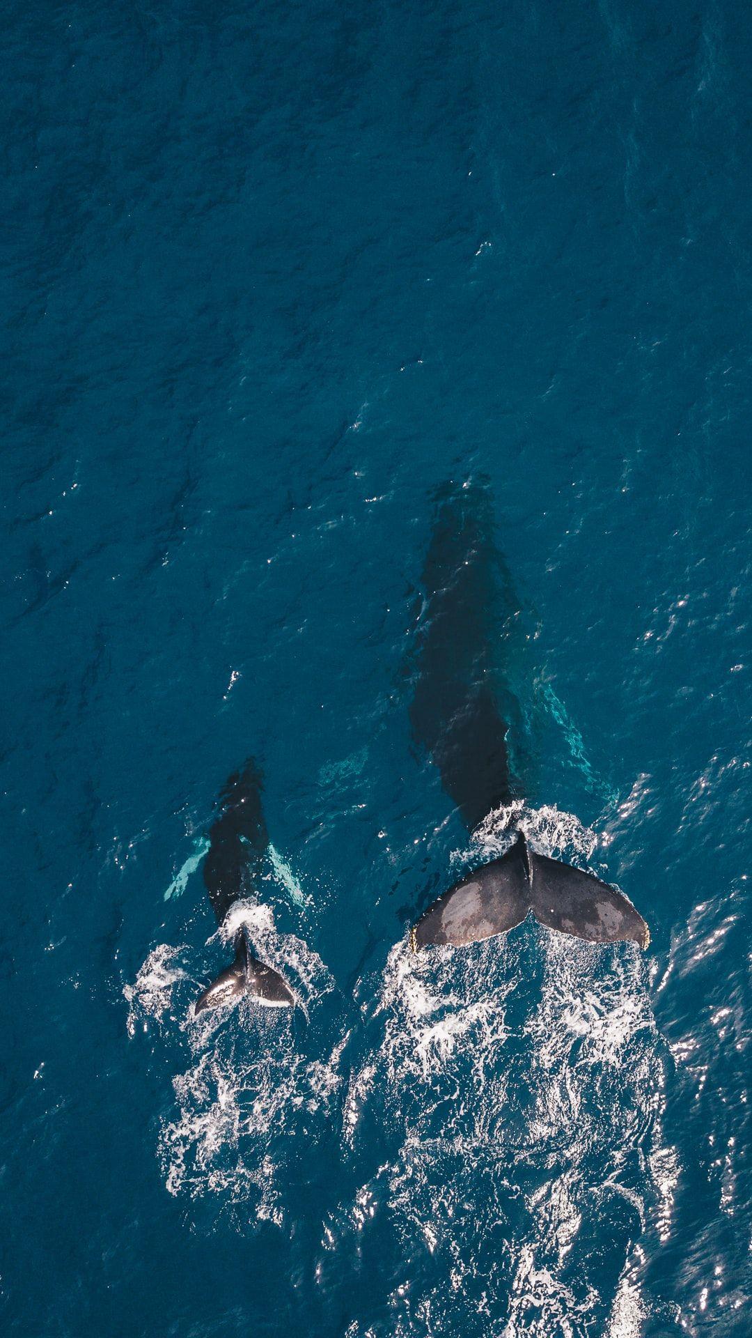1080x1920 Baby Dolphin Picture. Download Free Image