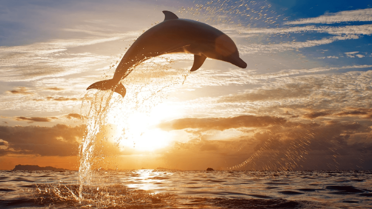1200x675 Dead baby dolphins with knife wounds were found in occupied Crimea