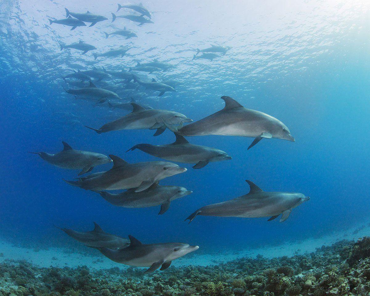 1200x960 Underwater Dolphins Wall Mural