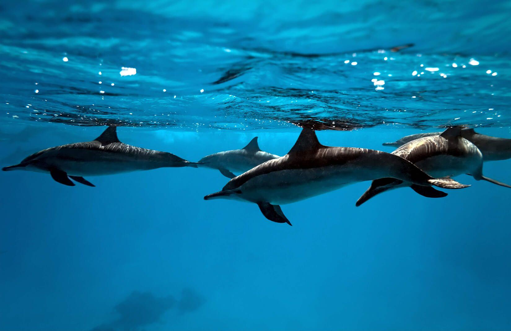 1650x1070 Dolphins Wallpaper Mural