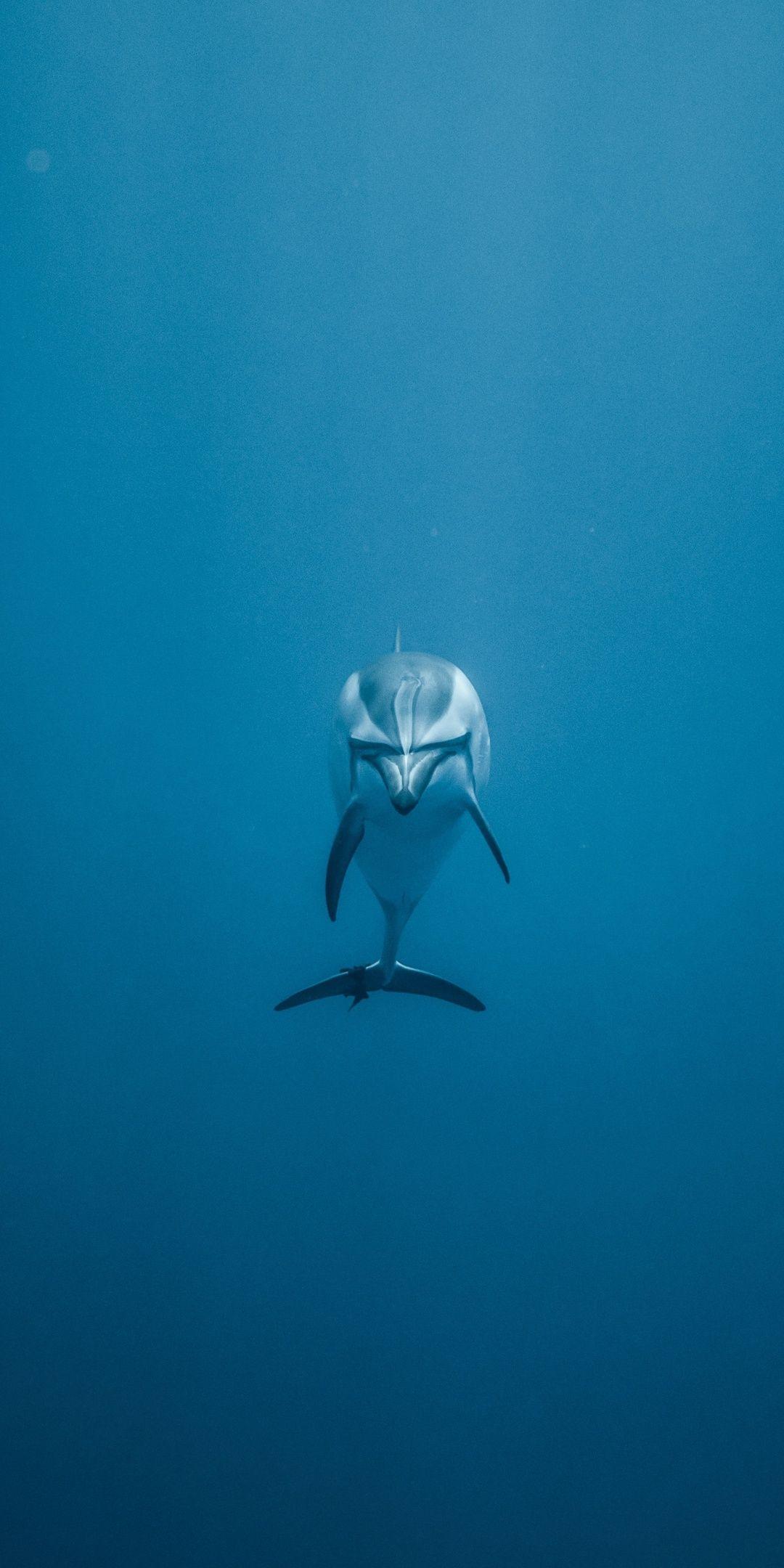 1080x2160 Dolphin Underwater 5k One Plus 5T, Honor 7x, Honor view Lg Q6 HD 4k Wallpaper, Image, Background, Photo and Picture