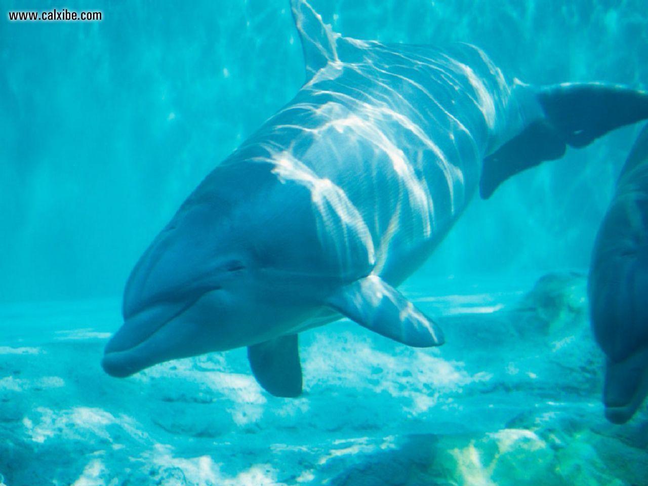 1280x960 Free download Image Of Echo The Dolphin Underwater Wallpaper AxSoris [1280x960] for your Desktop, Mobile & Tablet. Explore Dolphin Underwater Wallpaper. Underwater Wallpaper HD, Hawaii Underwater Wallpaper, Underwater Desktop Wallpaper