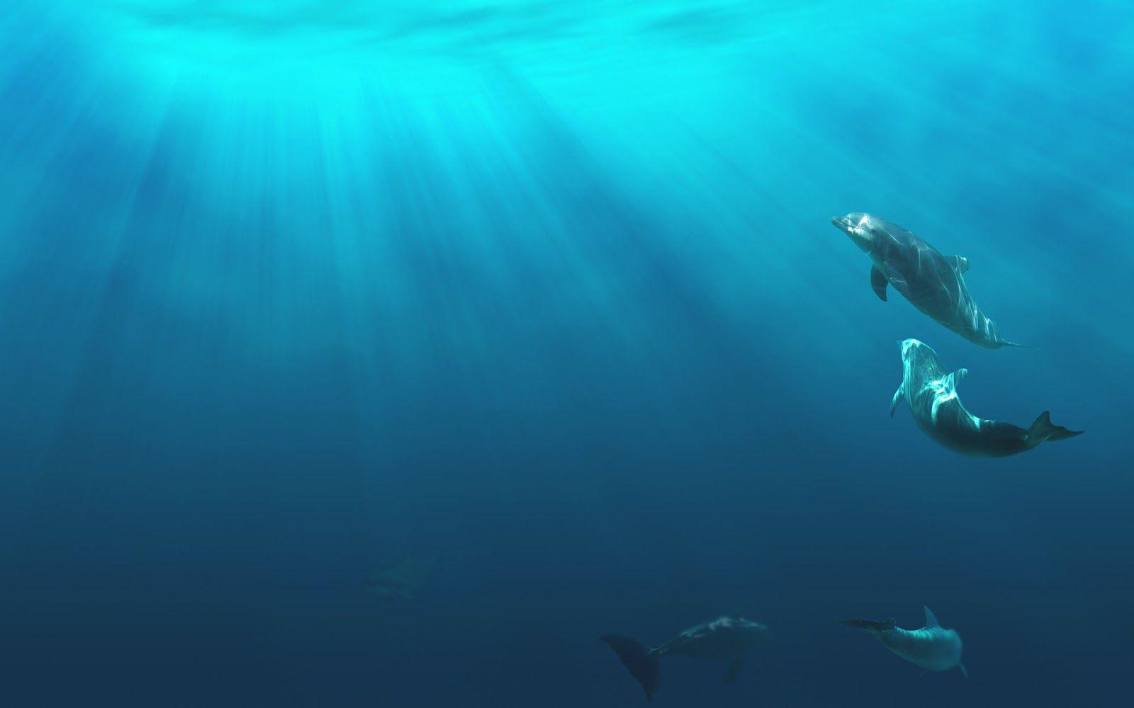 1600x1000 HD Dolphins Wallpaper and Photo. HD Animals Wallpaper