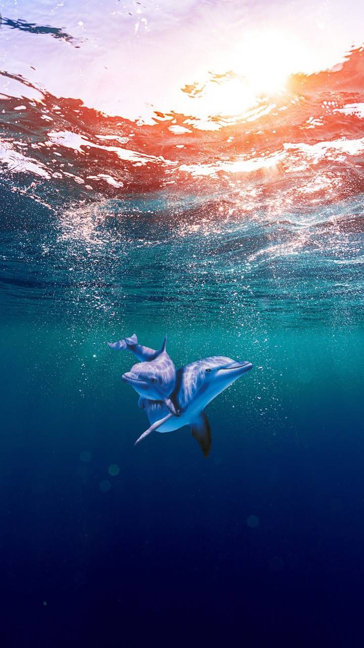 720x1280 Dolphins underwater wallpaper