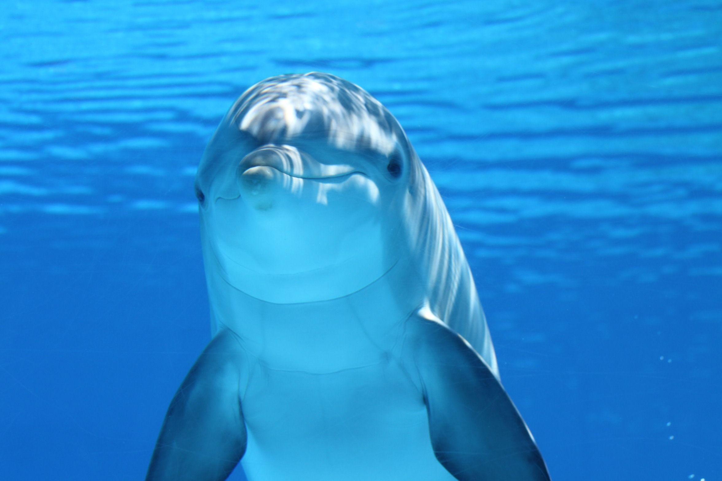 2352x1568 dolphin, underwater, mammal Wallpaper, HD Animals 4K Wallpaper, Image, Photo and Background