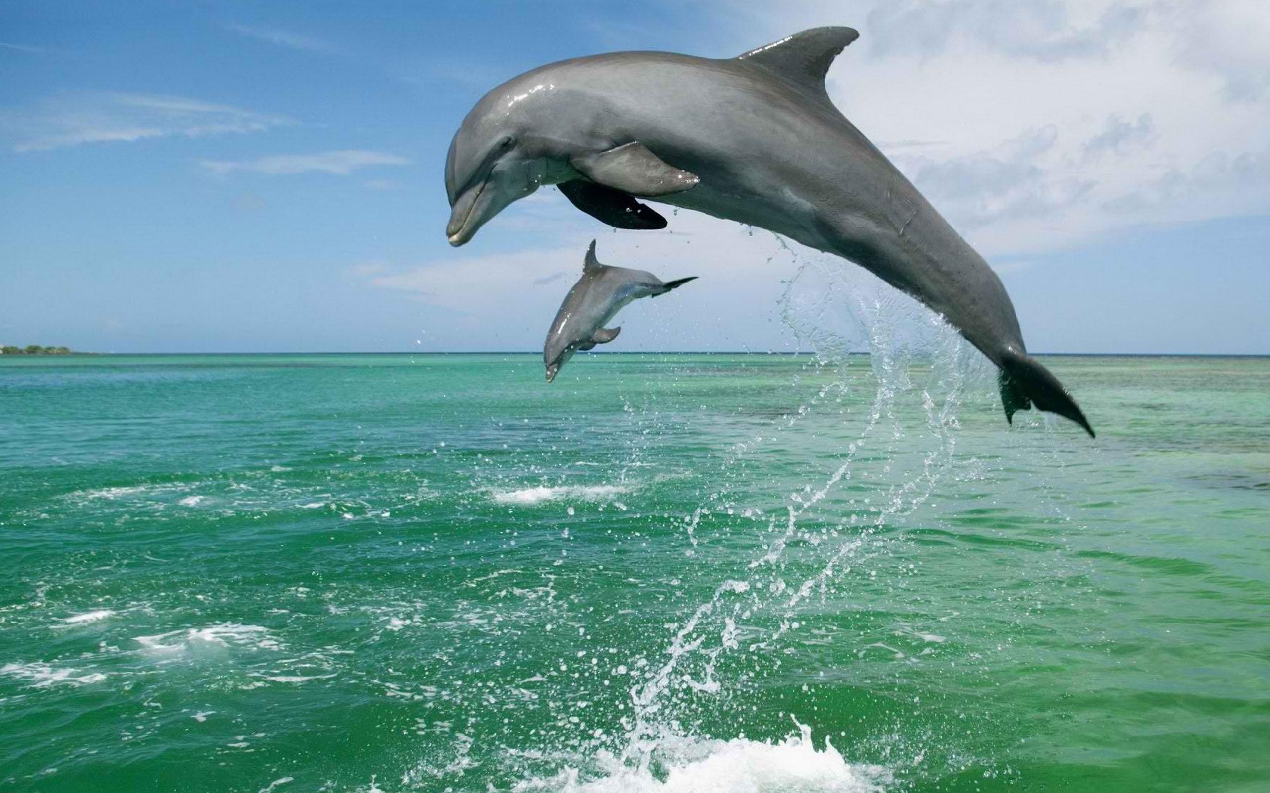 Baby Dolphins Wallpapers Top Free Baby Dolphins Backgrounds